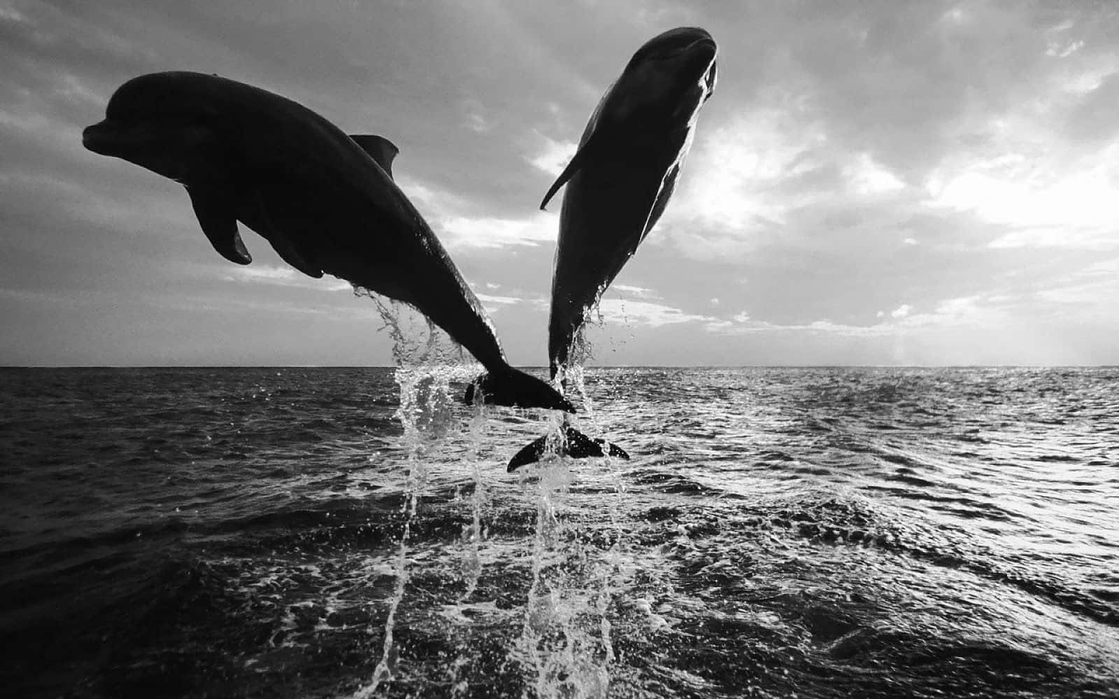 dolphins, ocean waves, cloudy sky, HD Desktop Wallpaper