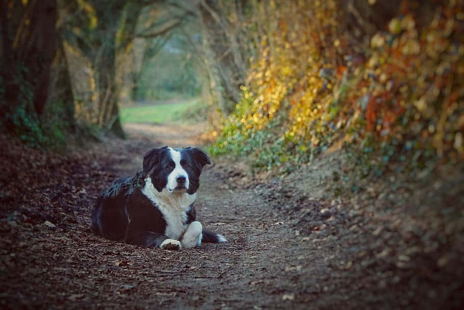 black and white border collie, leaf-strewn forest path, autumn trees, SD Desktop Wallpaper