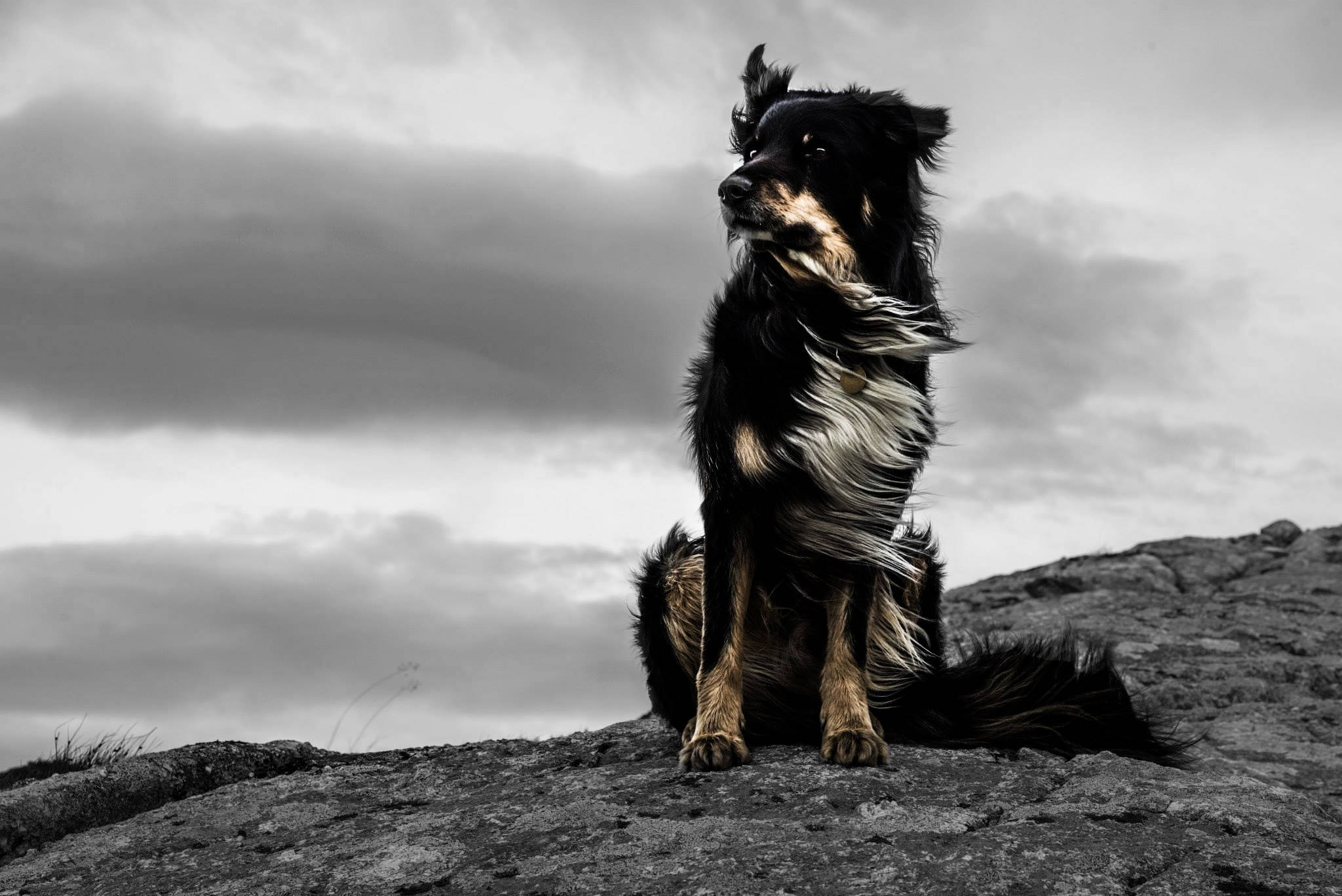 black and tan dog, rocky cliff, moody overcast sky, Full HD Desktop Wallpaper