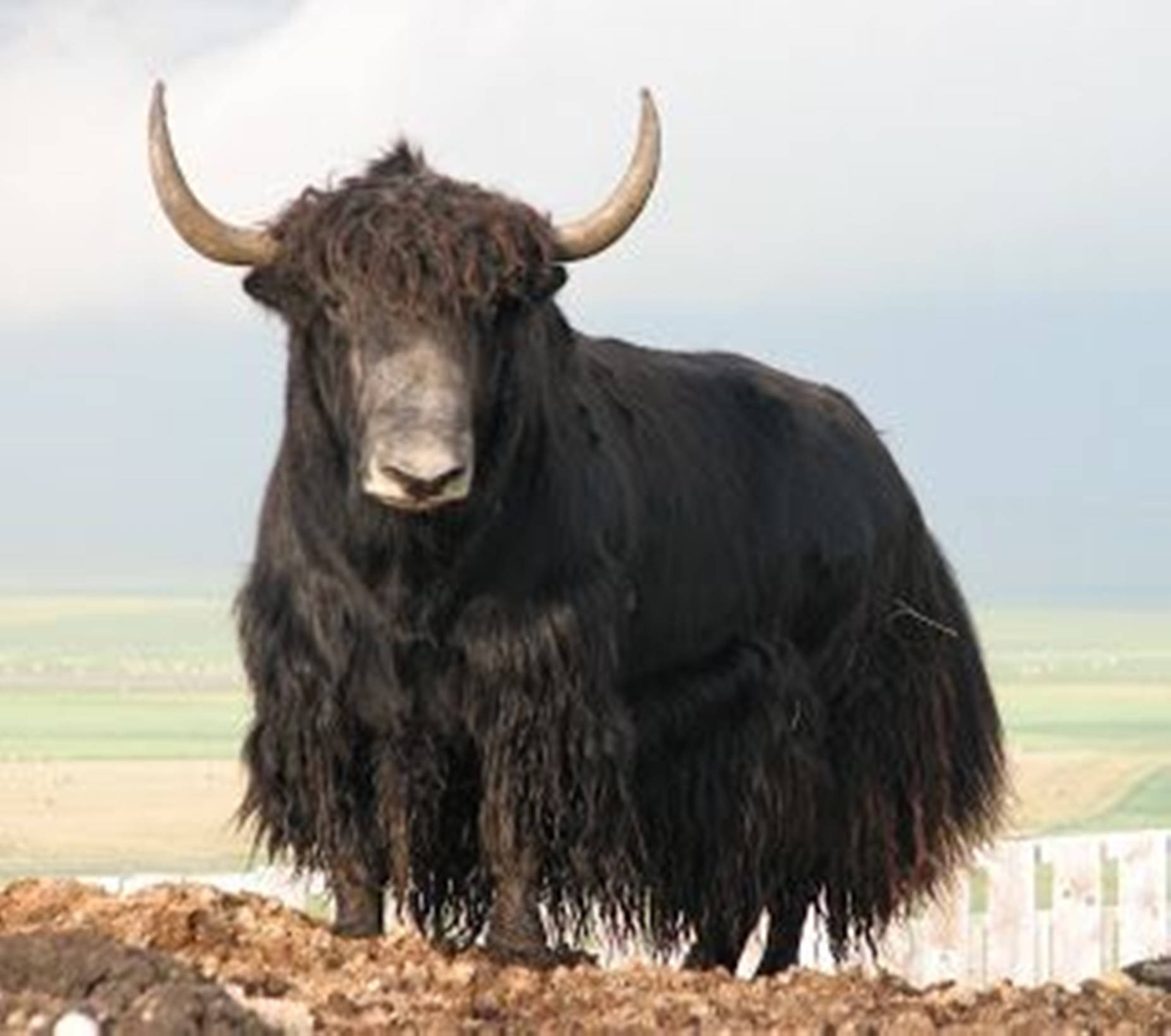 yak, black, long fur, HD Desktop Wallpaper