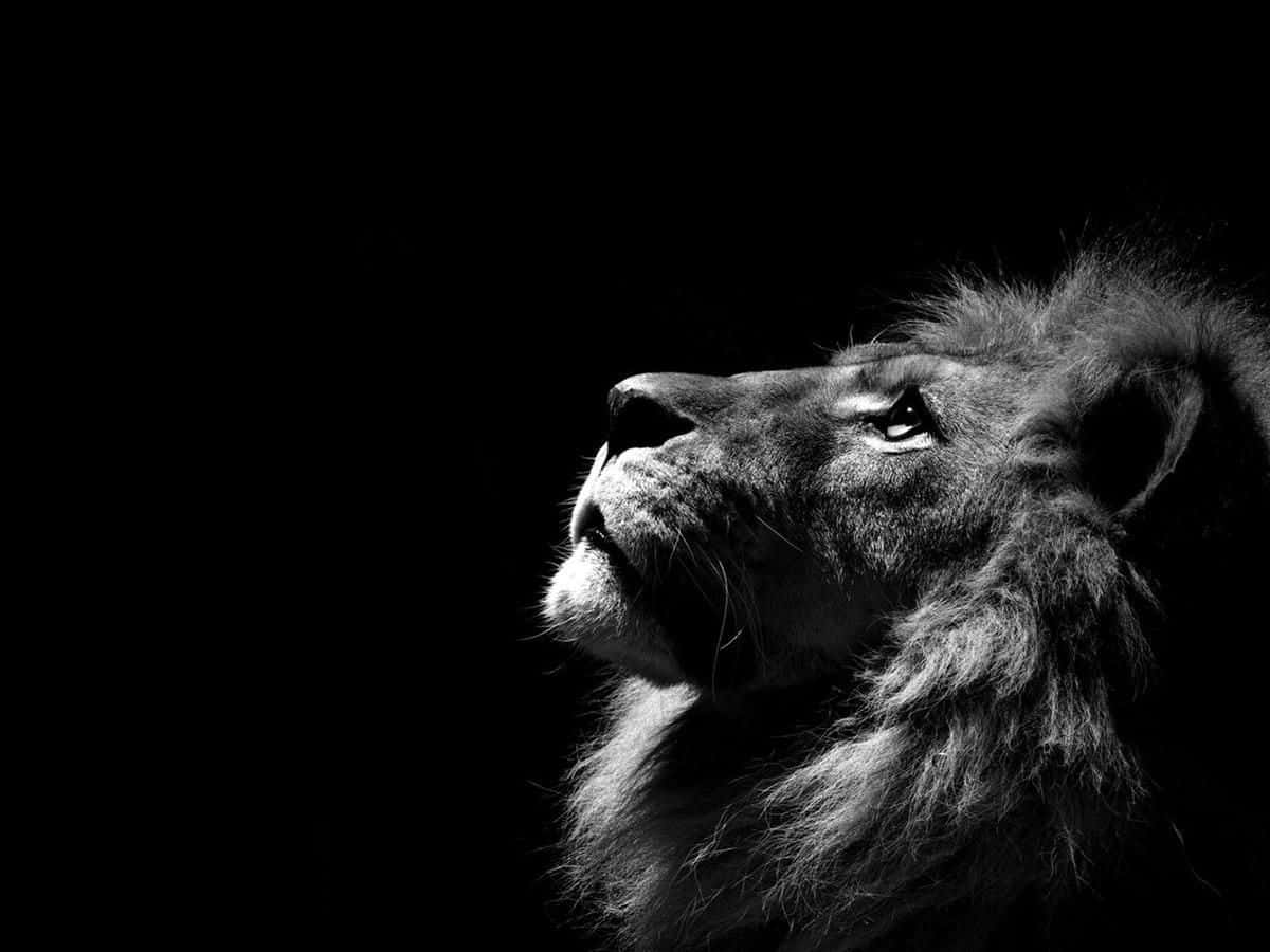 lion, black and white, pitch-black background, SD Desktop Wallpaper