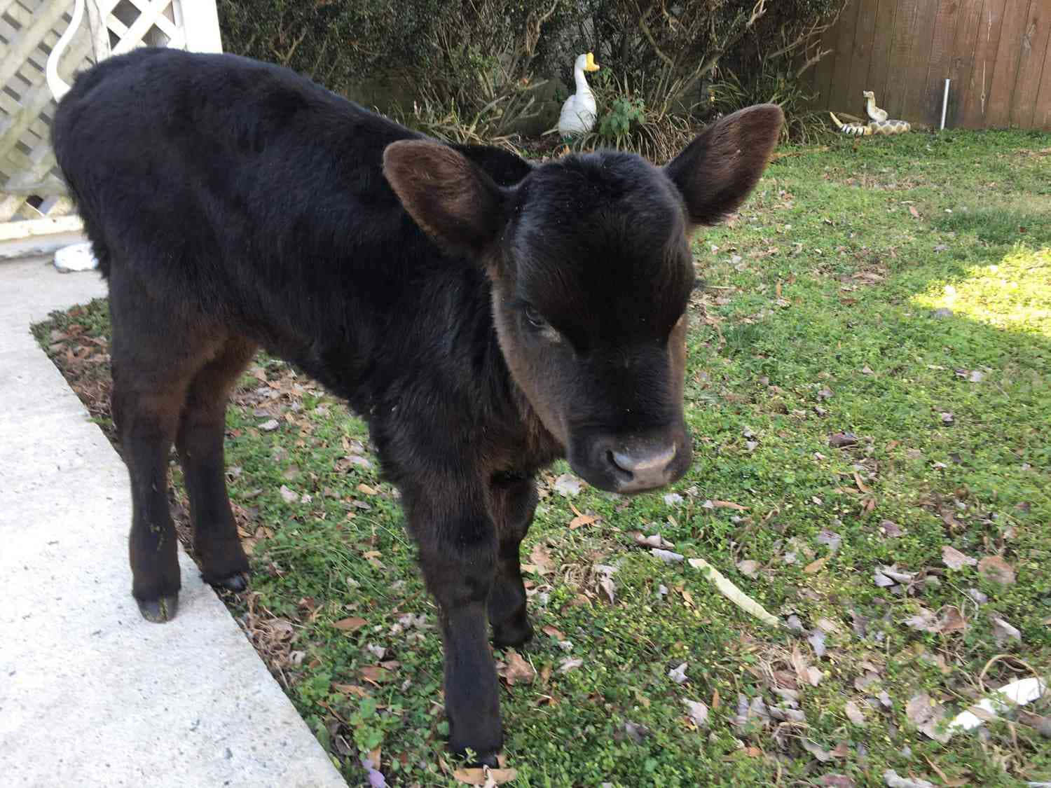 black calf, grass, concrete path, HD Desktop Wallpaper