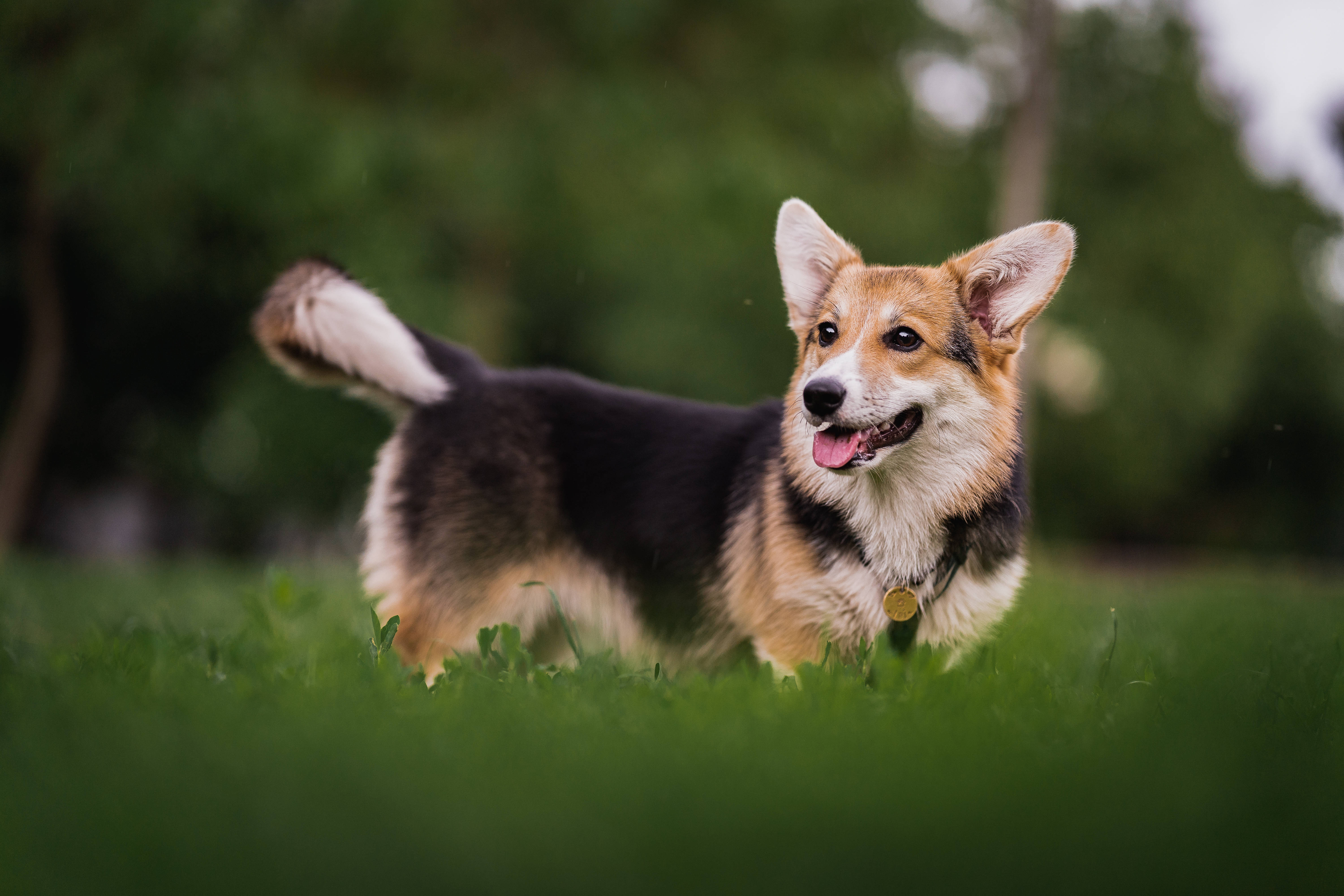 black corgi, vibrant green grass, soft natural light, 5K Desktop Wallpaper