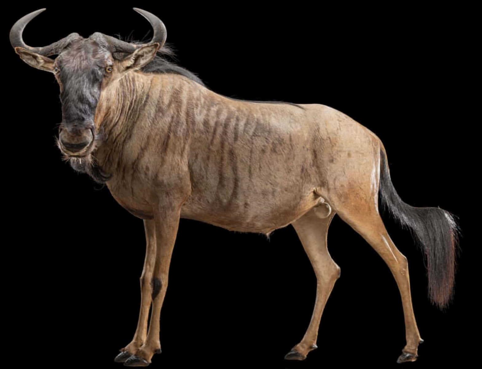 wildebeest, black background, detailed fur, HD Desktop Wallpaper