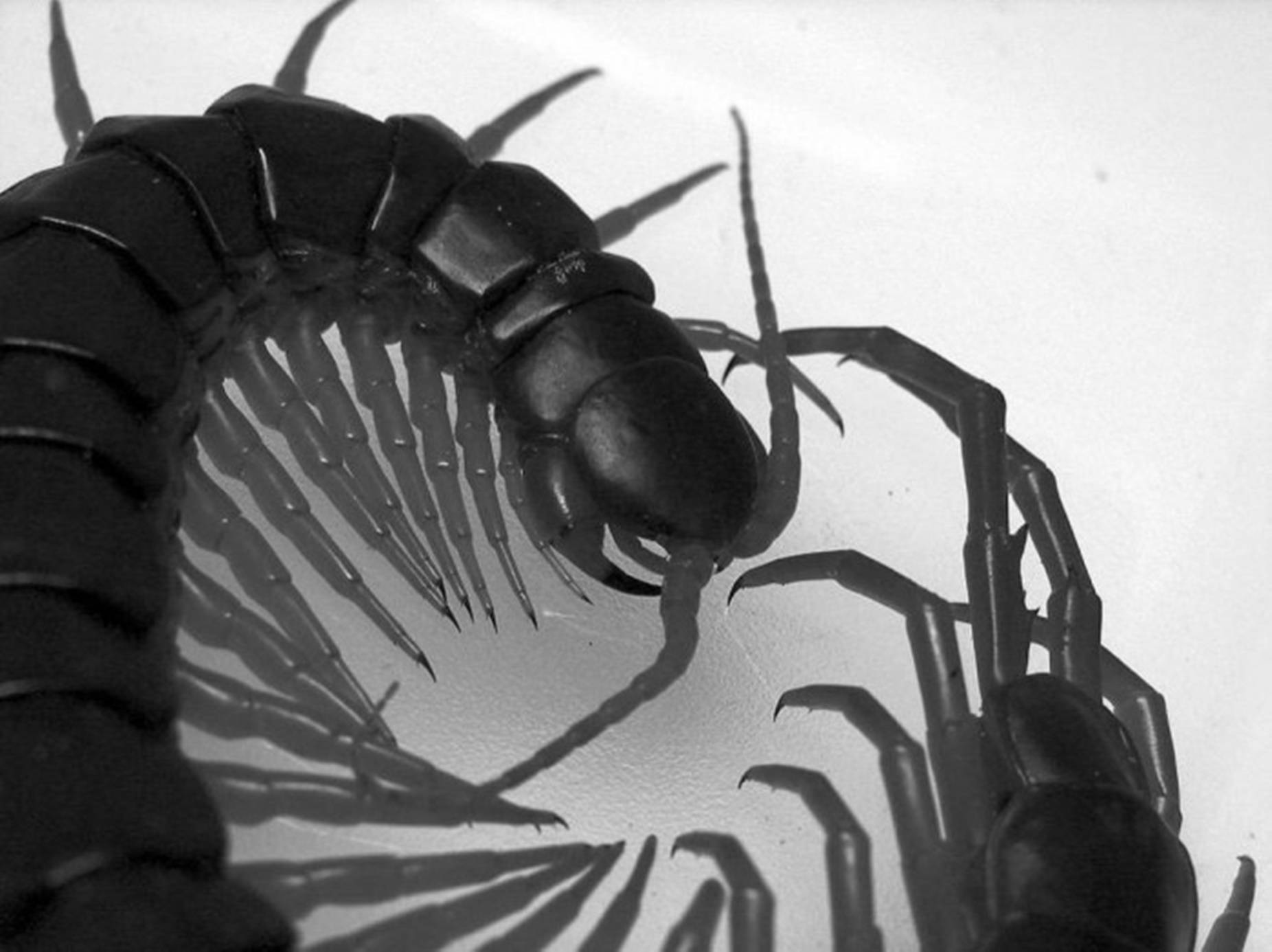 centipede, black and white, close-up, HD Desktop Wallpaper
