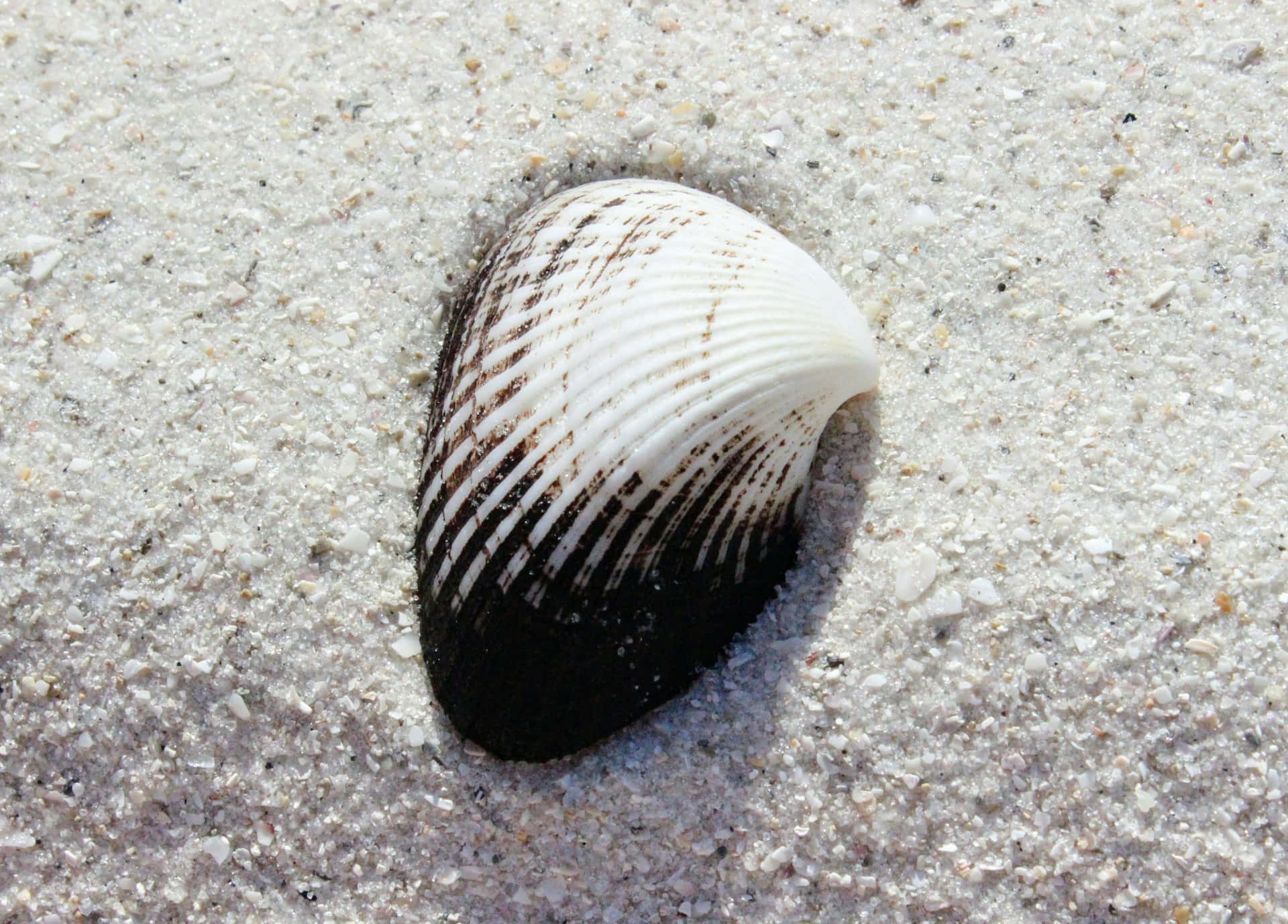 white and black striped seashell, fine light-colored sand, seashell, Full HD Desktop Wallpaper