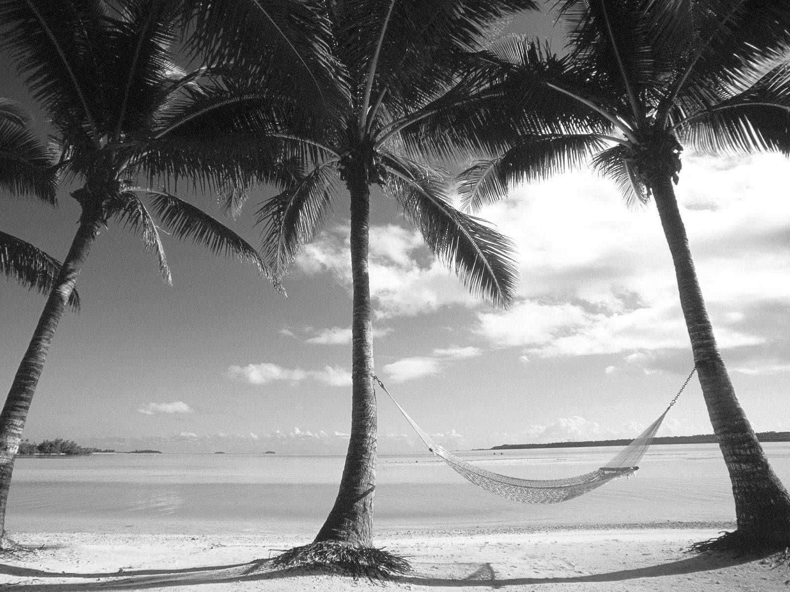black and white beach, hammock, palm trees, HD Desktop Wallpaper