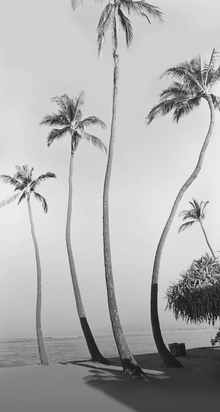 Black And White Beach, palm trees, hazy sky, HD Phone Wallpaper