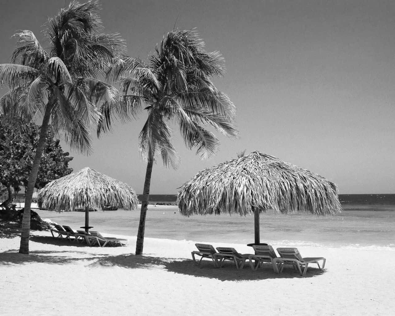Black And White Beach, palm trees, thatched umbrellas, HD Desktop Wallpaper