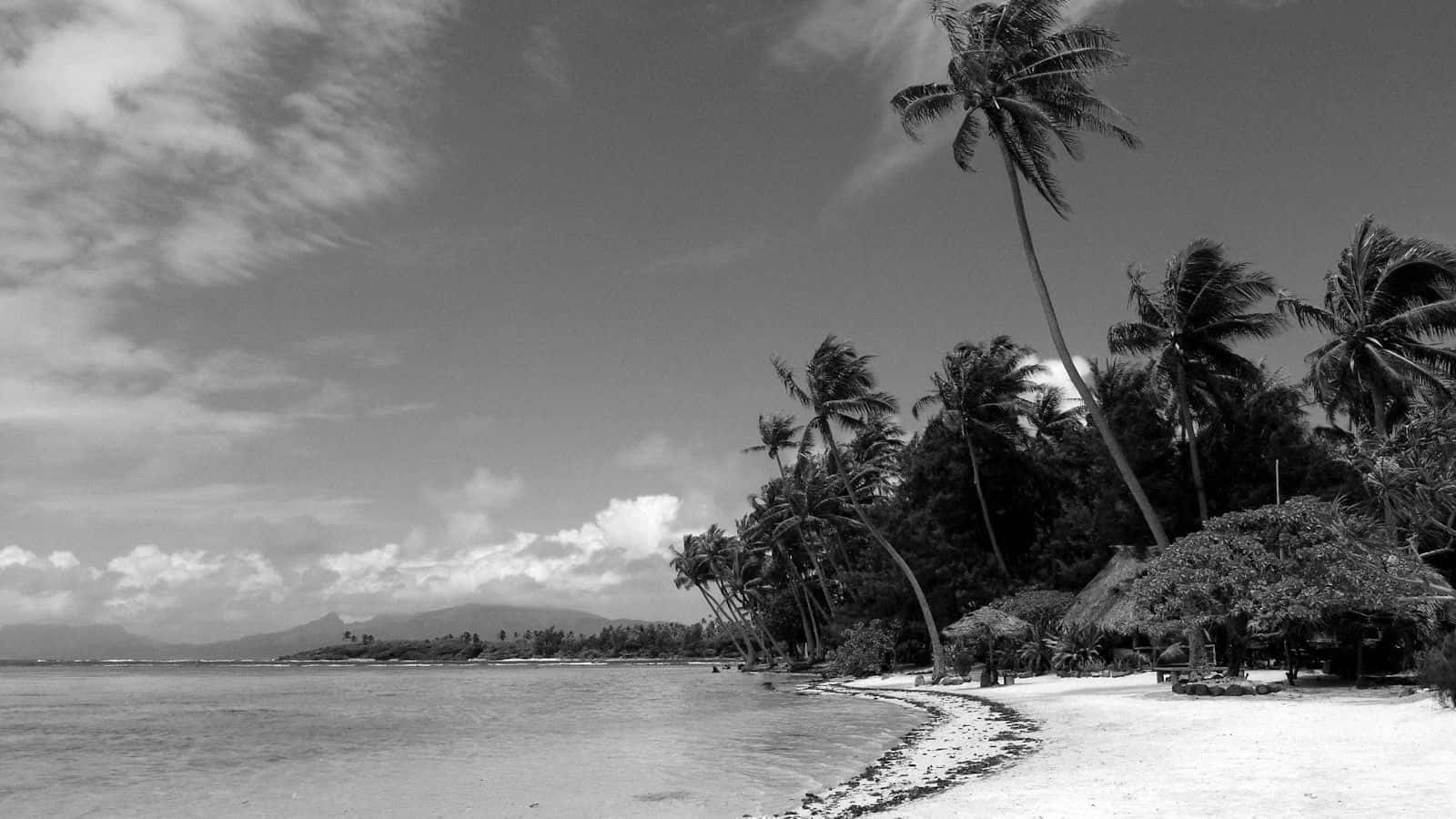 black and white beach, tropical beach, palm trees, HD Desktop Wallpaper