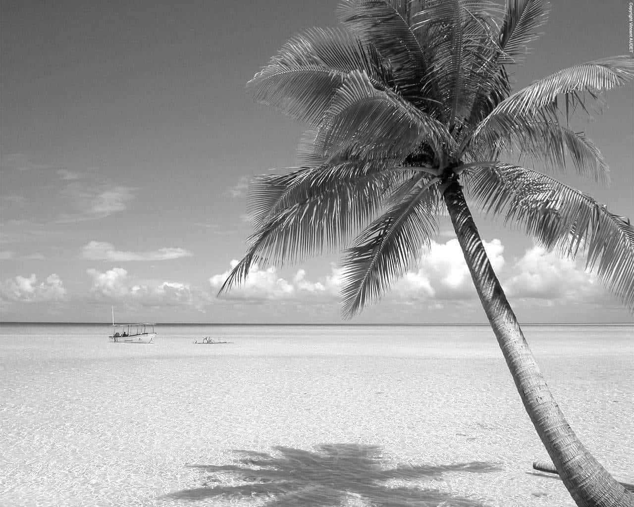 Black And White Beach, palm tree, pristine sandy beach, HD Desktop Wallpaper