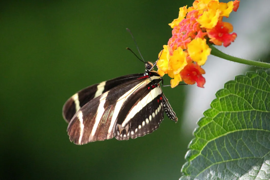 Black And White Butterfly