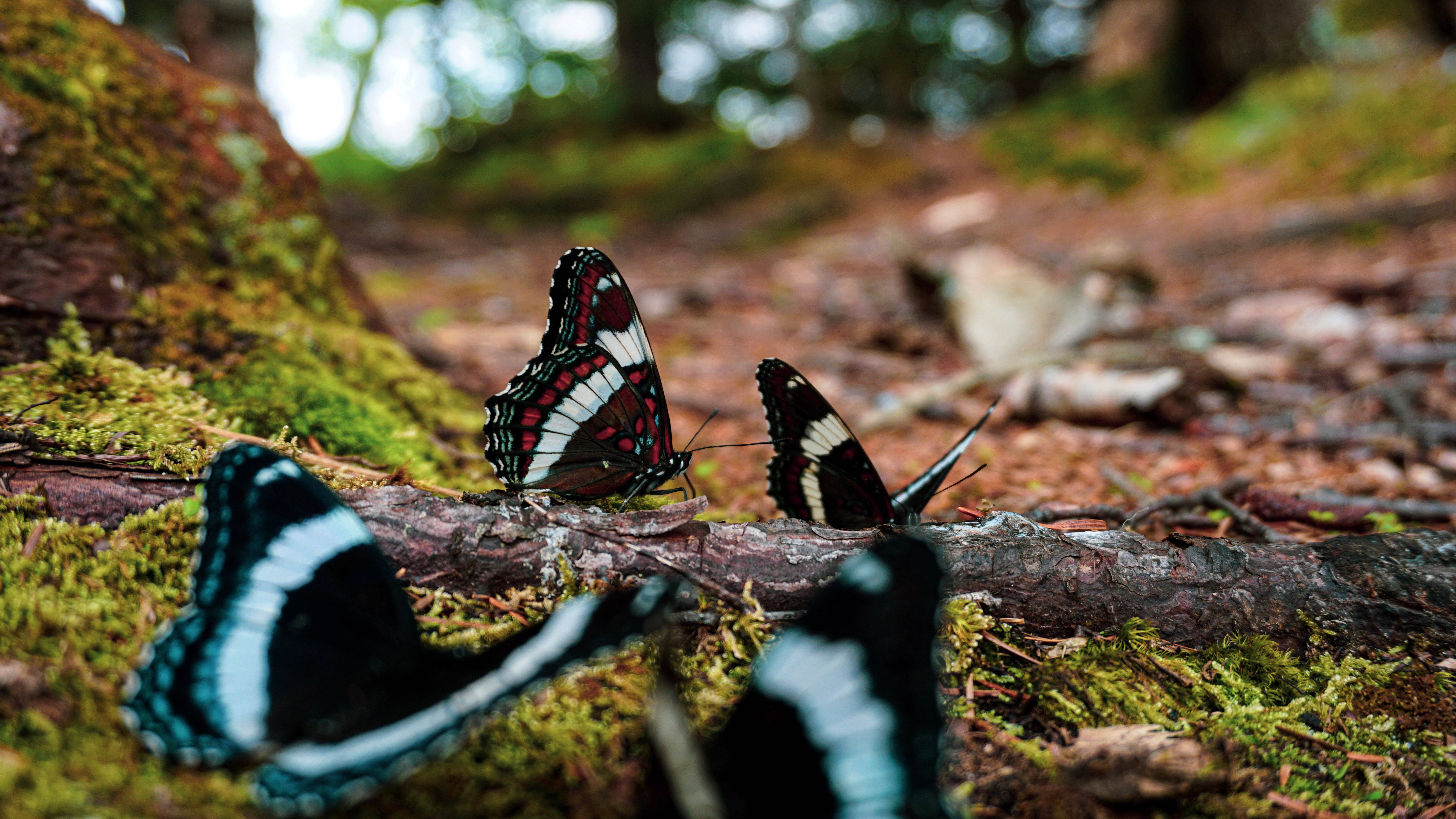 black and white butterflies, mossy log, sun dappled forest floor, 5K Desktop Wallpaper