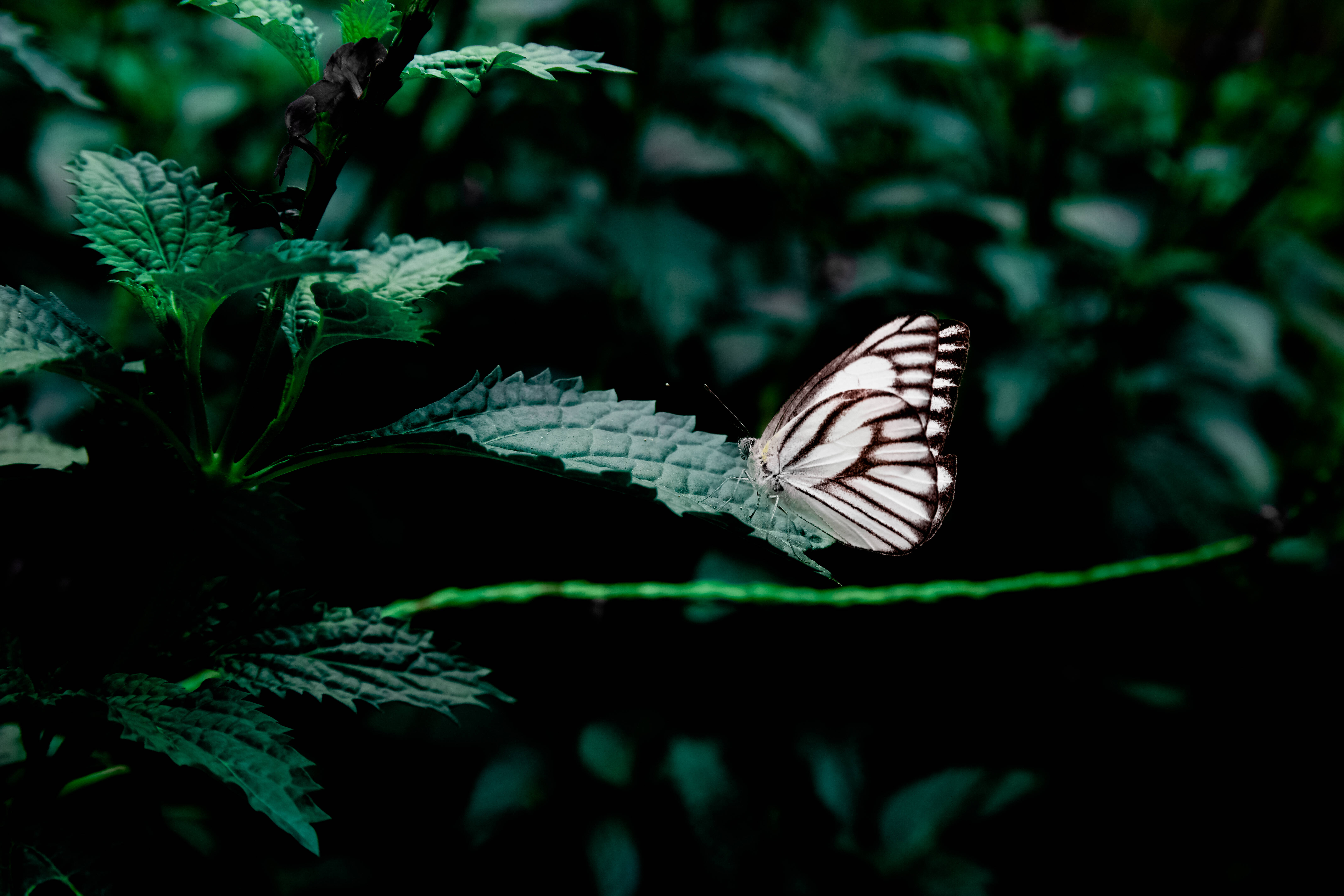 white butterfly, black stripes, serrated green leaf, 5K Desktop Wallpaper