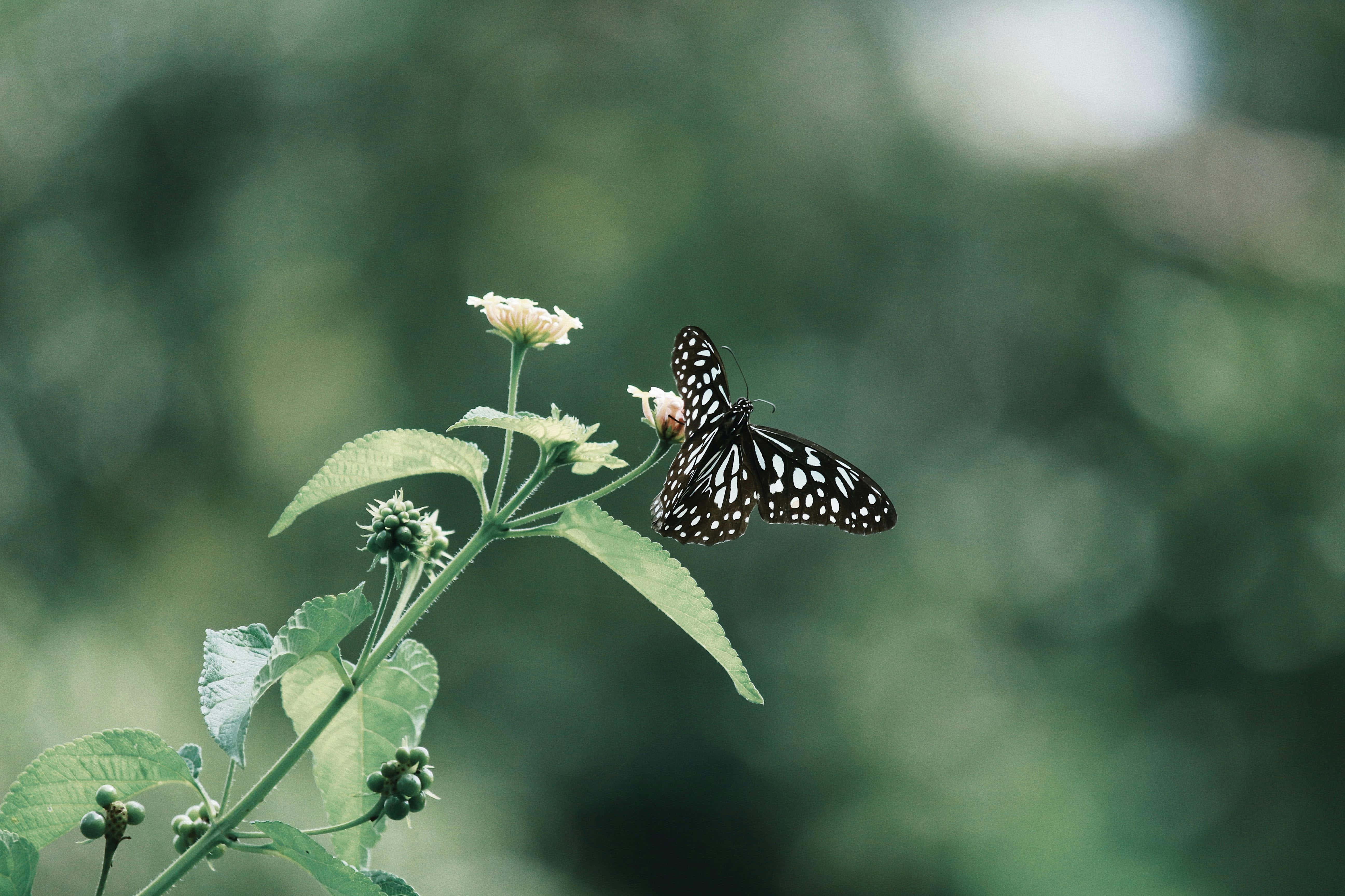 Black And White Butterfly, intricate patterns, small white flower, 5K Desktop Wallpaper