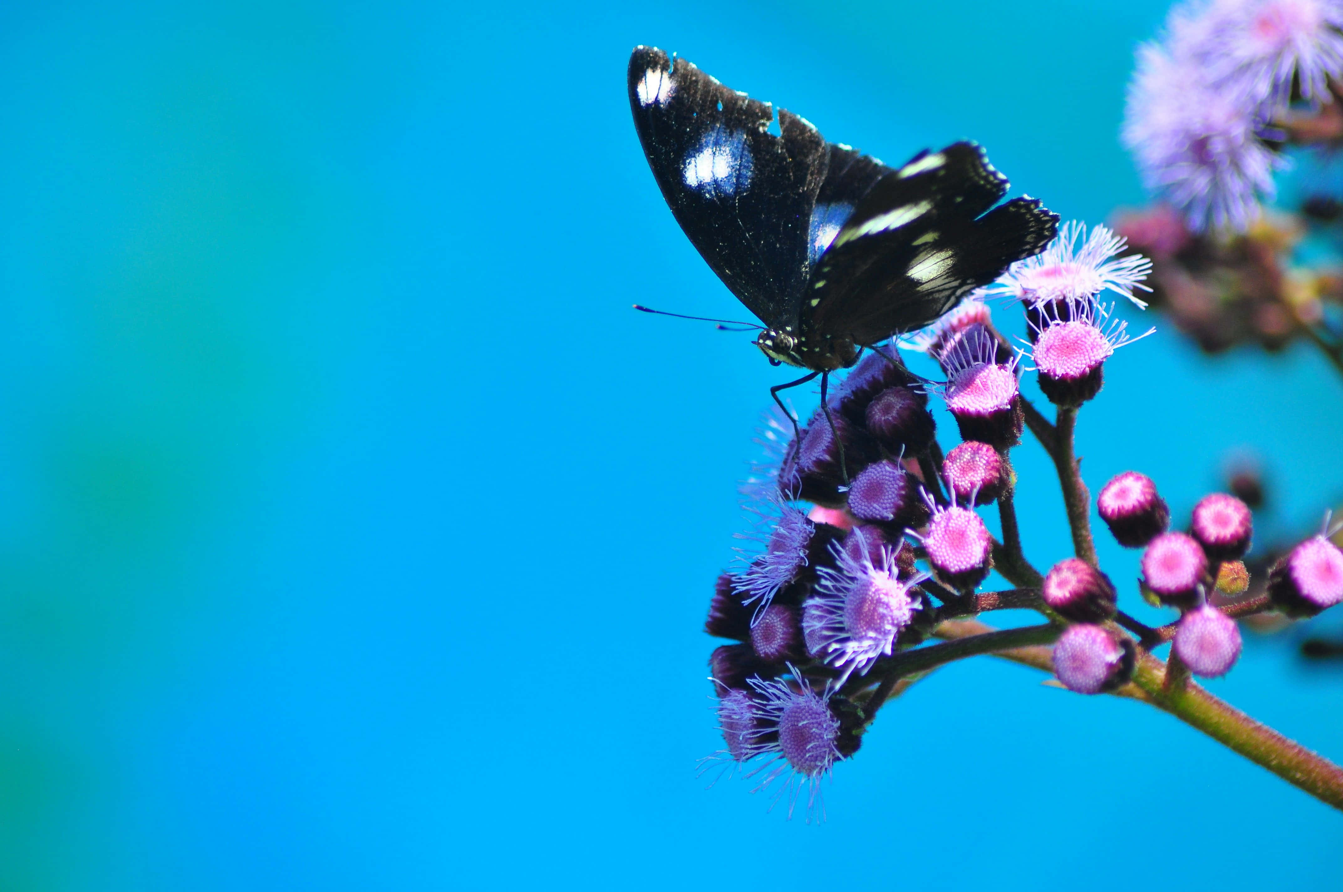 Black White Butterflyon Purple Flowers, black butterfly, white spots, 4K Desktop Wallpaper