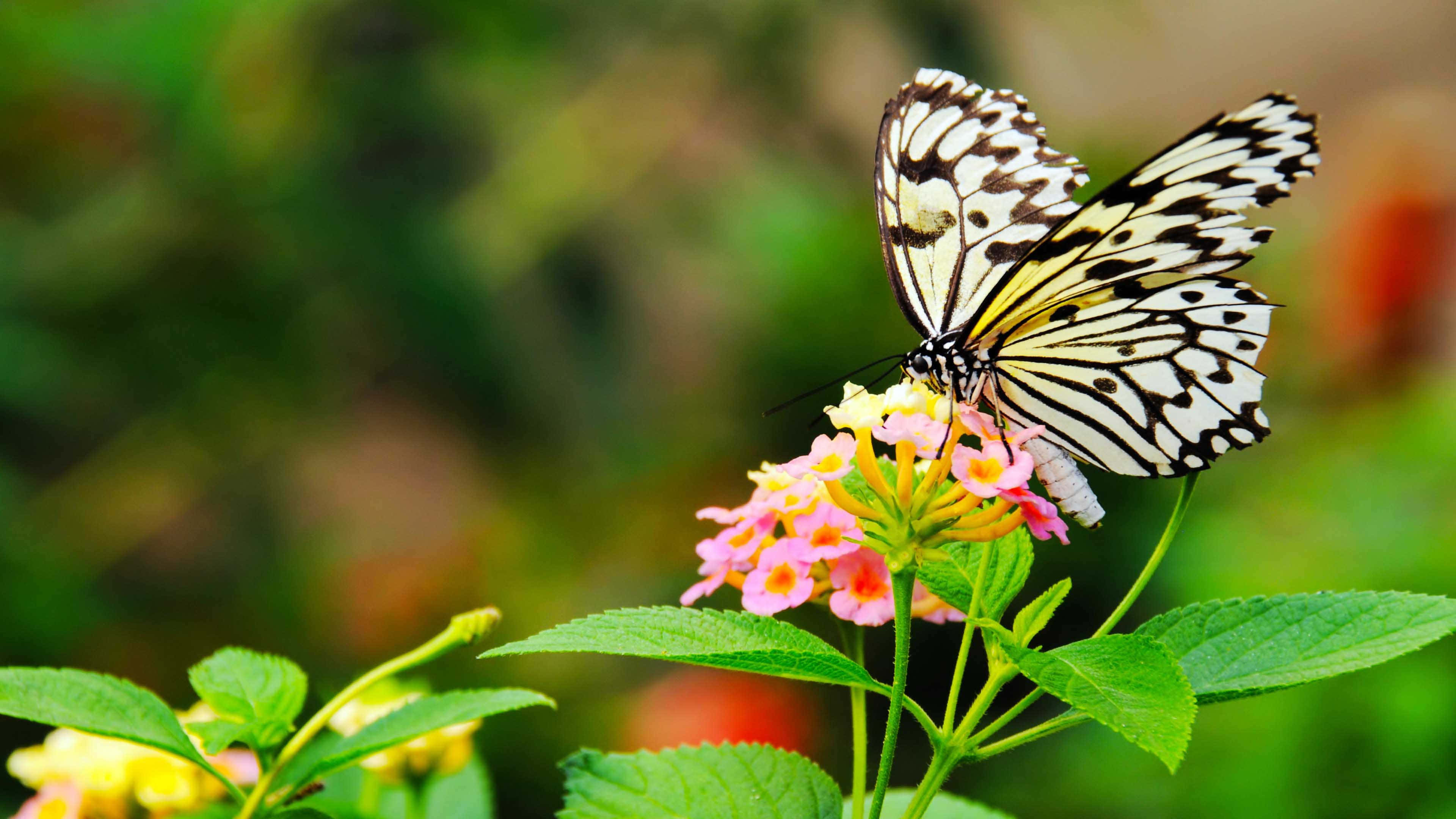 Black White Butterflyon Flower.jpg, black and white patterned butterfly, pink and yellow flowers, 4K Desktop Wallpaper