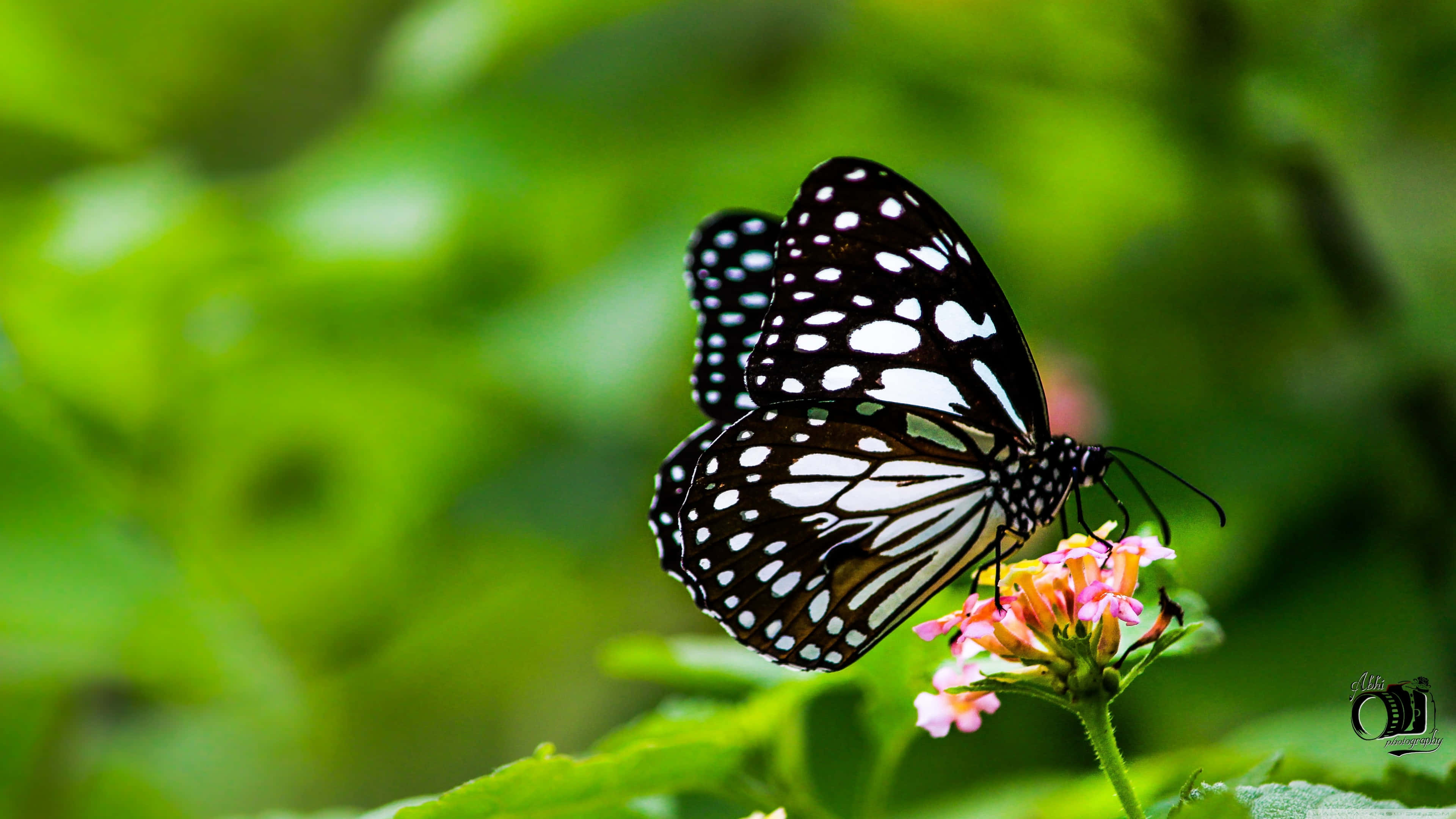 Black And White Butterfly, pink and orange flowers, soft green foliage background, 4K Desktop Wallpaper