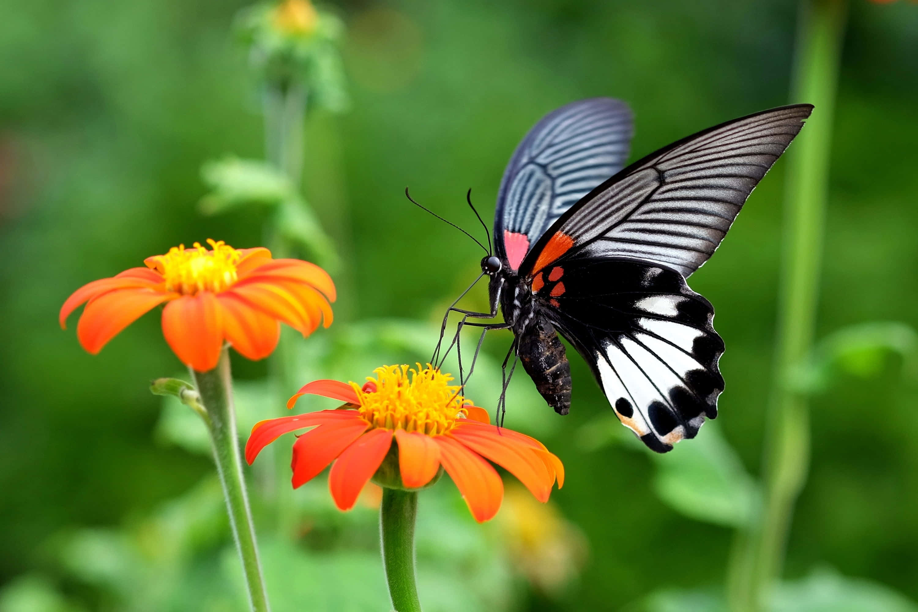 Black And White Butterfly, red accents, bright orange flower, 2K Desktop Wallpaper
