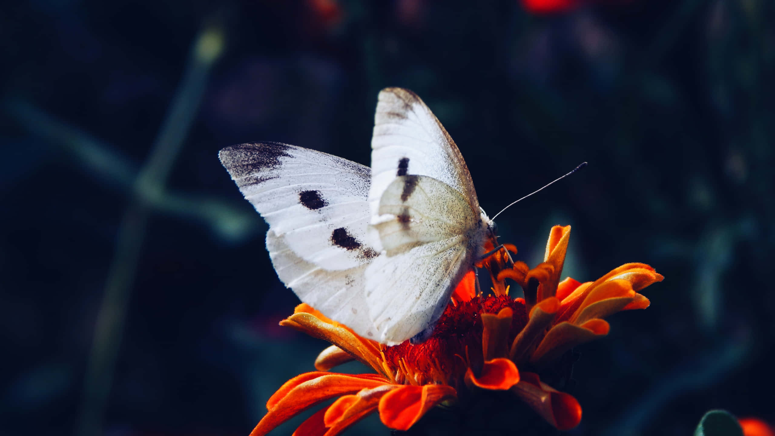 Black And White Butterfly, orange flower, vibrant orange, 2K Desktop Wallpaper