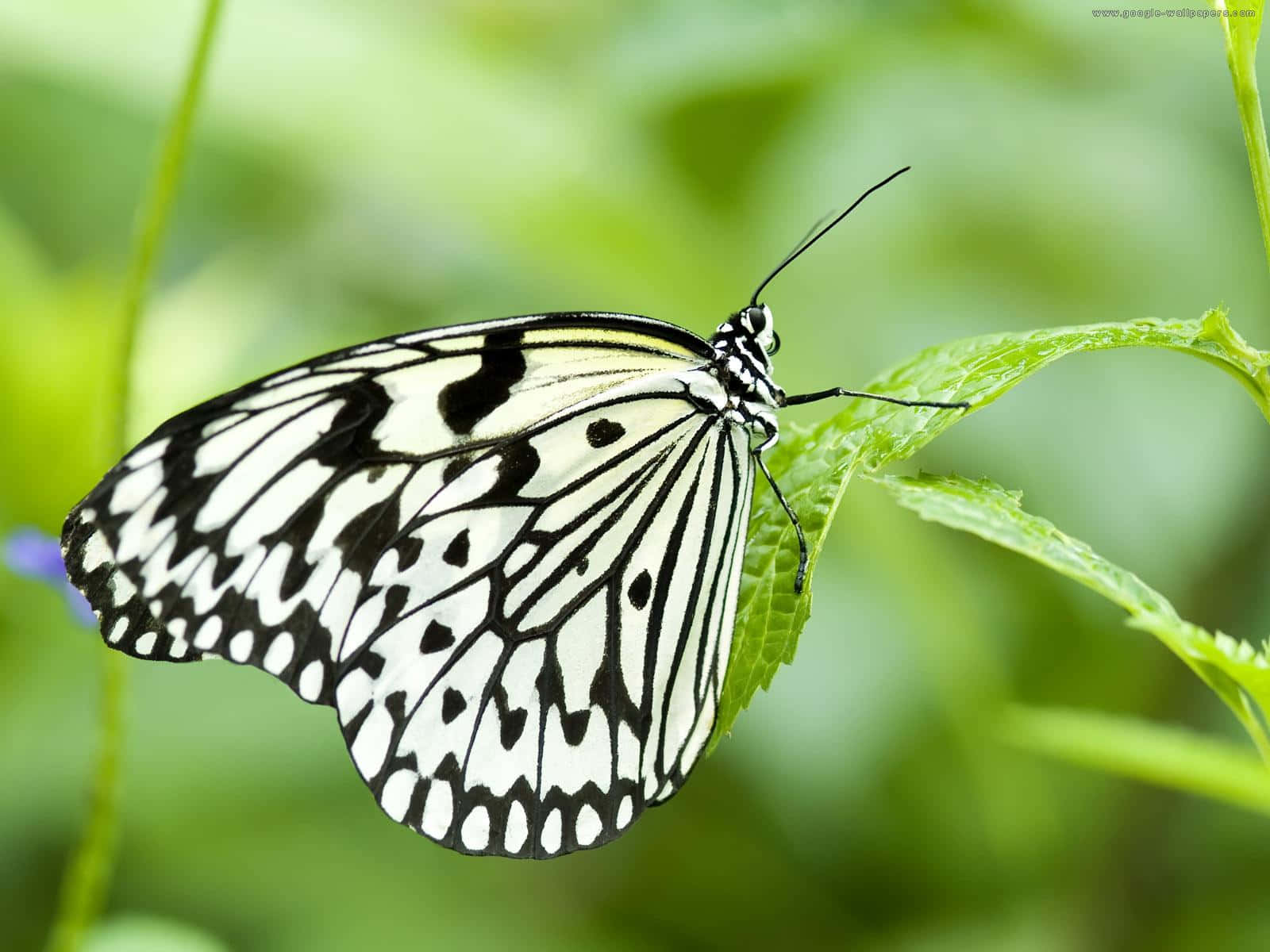 black and white tiger butterfly, vibrant green leaf, soft blurred foliage background, HD Desktop Wallpaper
