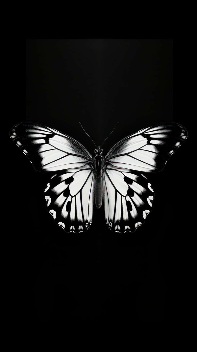 monochrome butterfly, black and white butterfly, intricate wing patterns, HD Phone Wallpaper