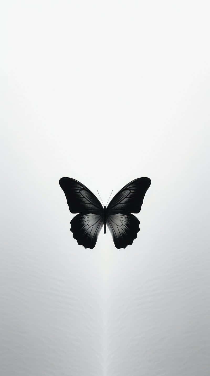 monochrome butterfly silhouette, black butterfly, intricate wing patterns, HD Phone Wallpaper
