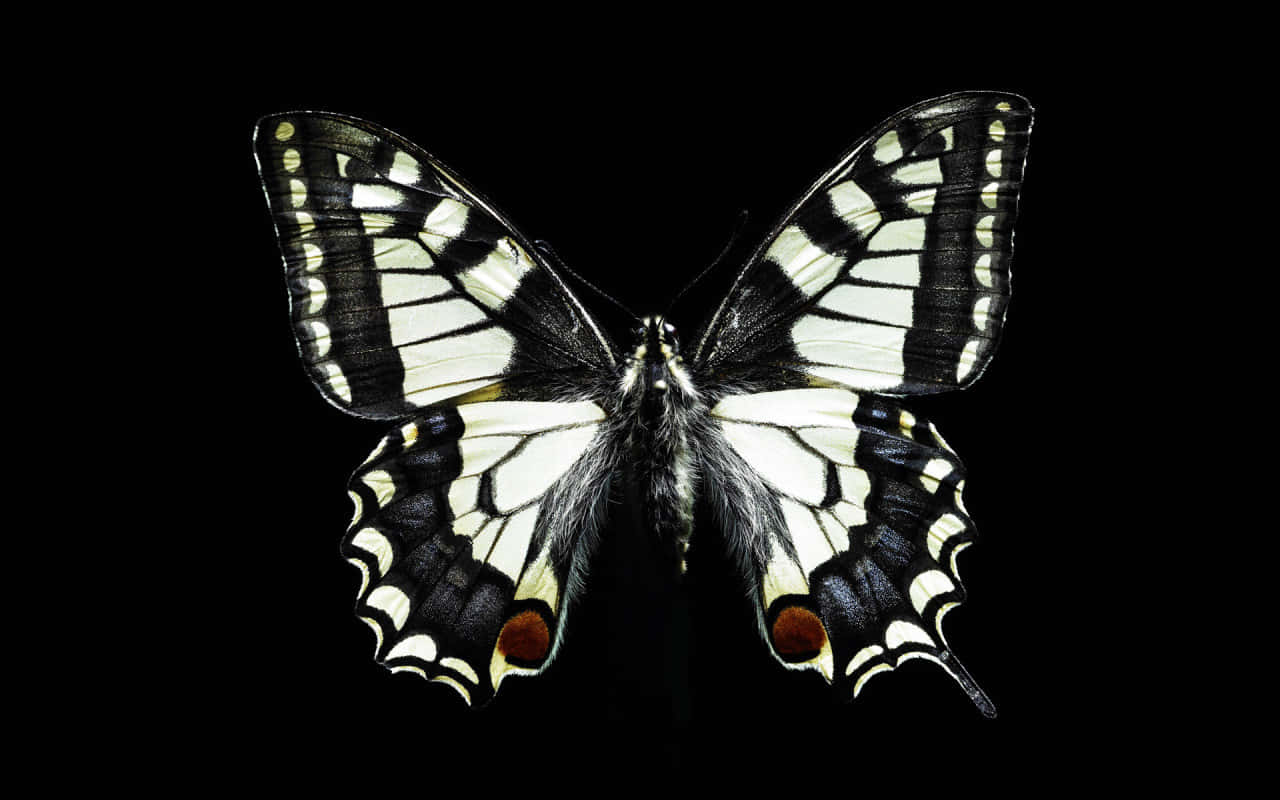 Black And White Butterfly, orange spots, lower wings, HD Desktop Wallpaper