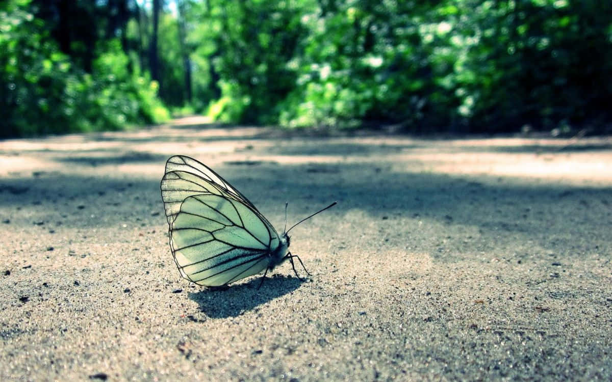 black and white butterfly, sunlit gravel, forest path, SD Desktop Wallpaper