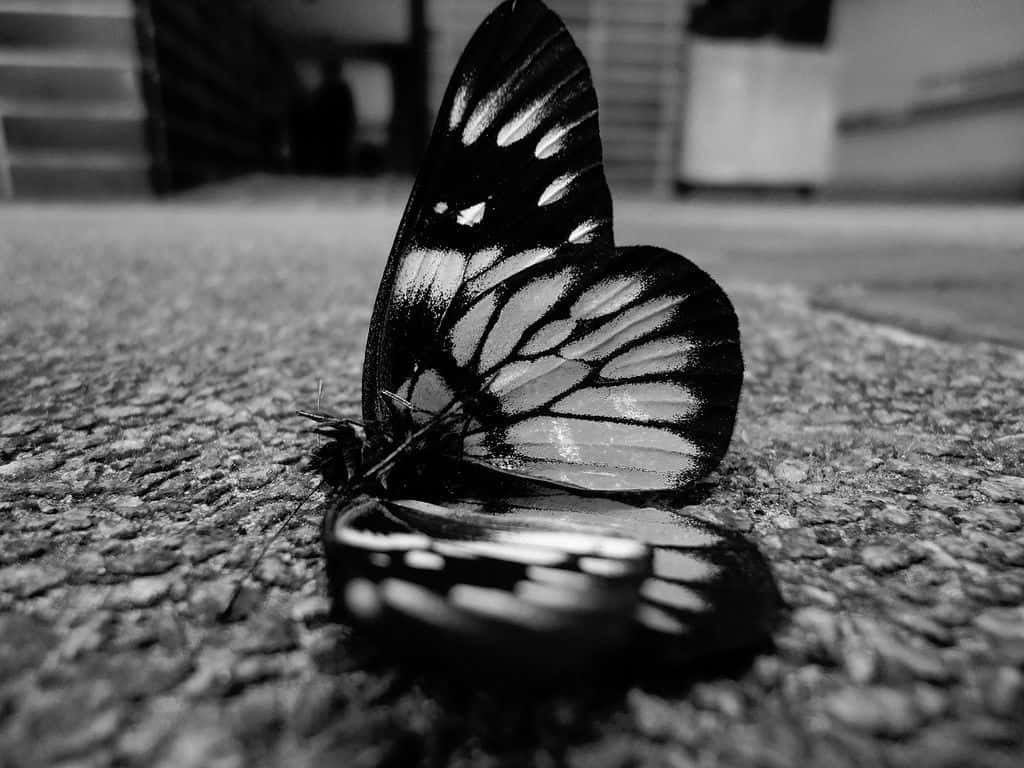 black and white butterfly, intricate wing patterns, textured pavement surface, SD Desktop Wallpaper