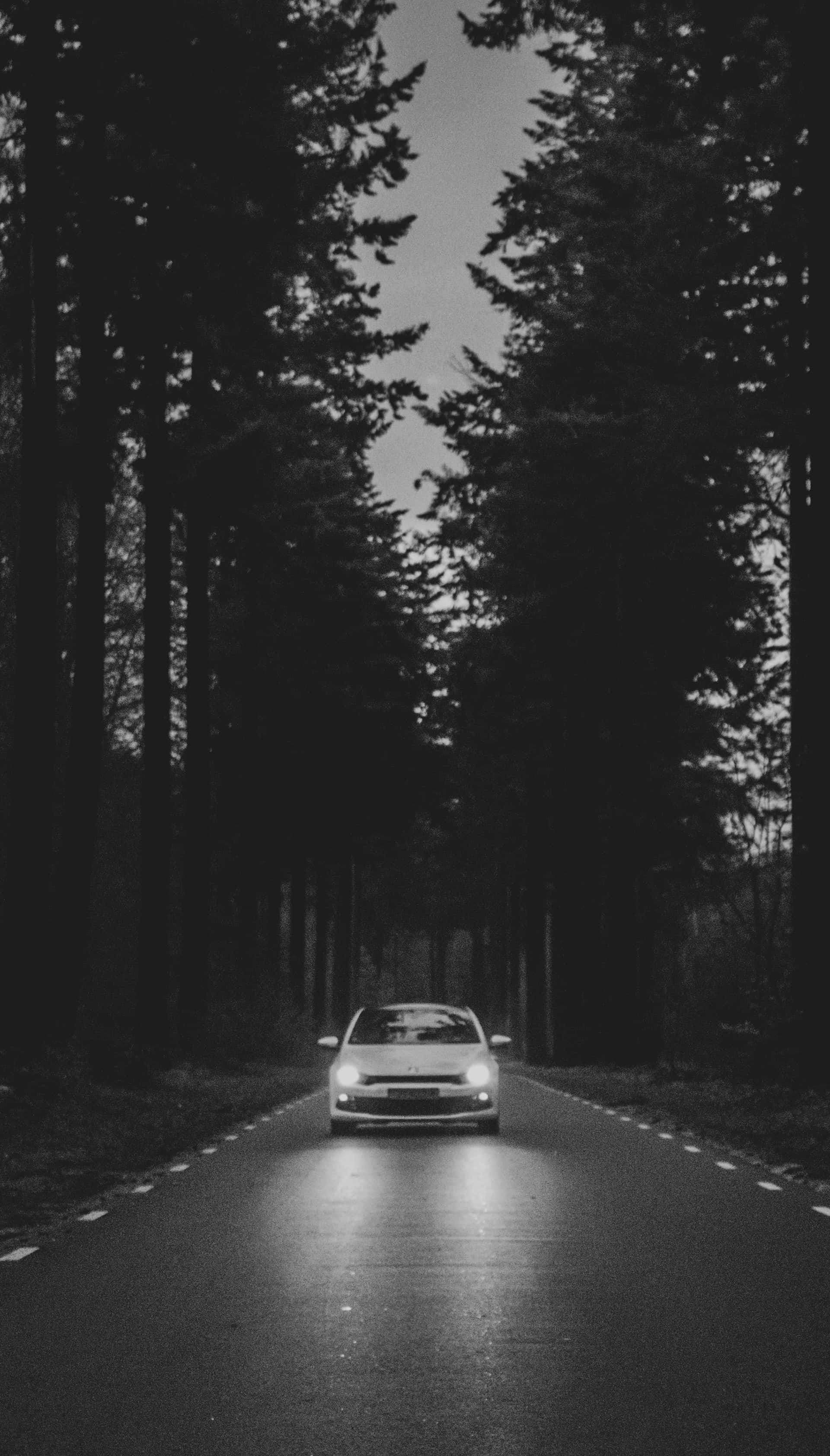 black and white car, narrow forest road, tall dark trees, 2K Phone Wallpaper