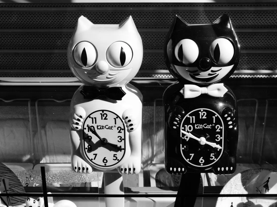 Black And White Cat