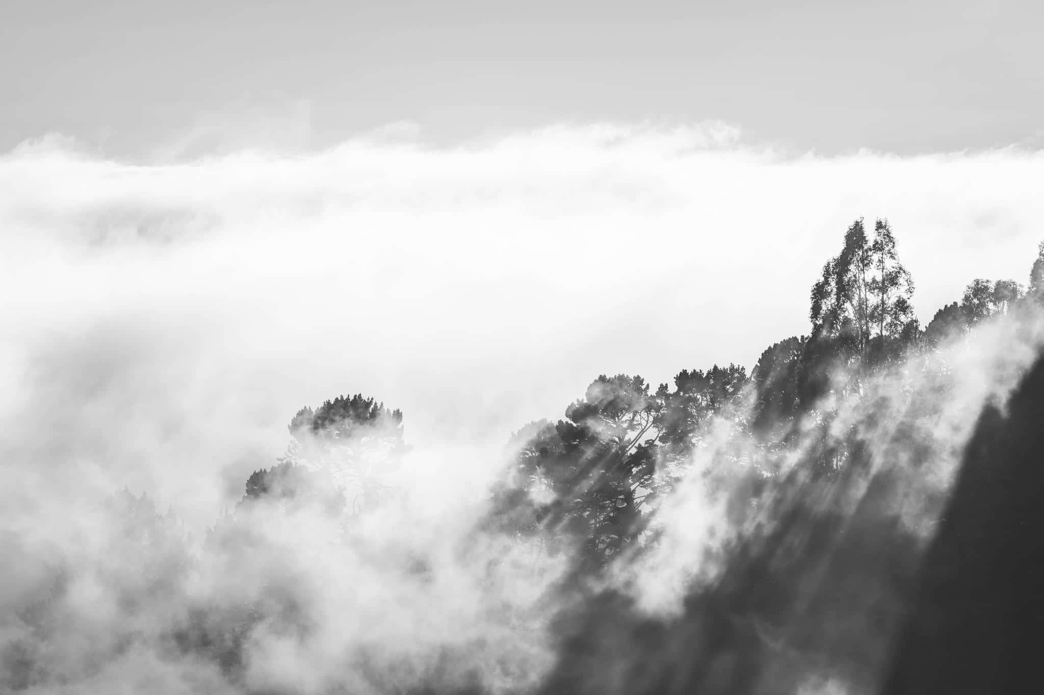 Black And White Cloud, dense fog, silhouetted trees, Full HD Desktop Wallpaper