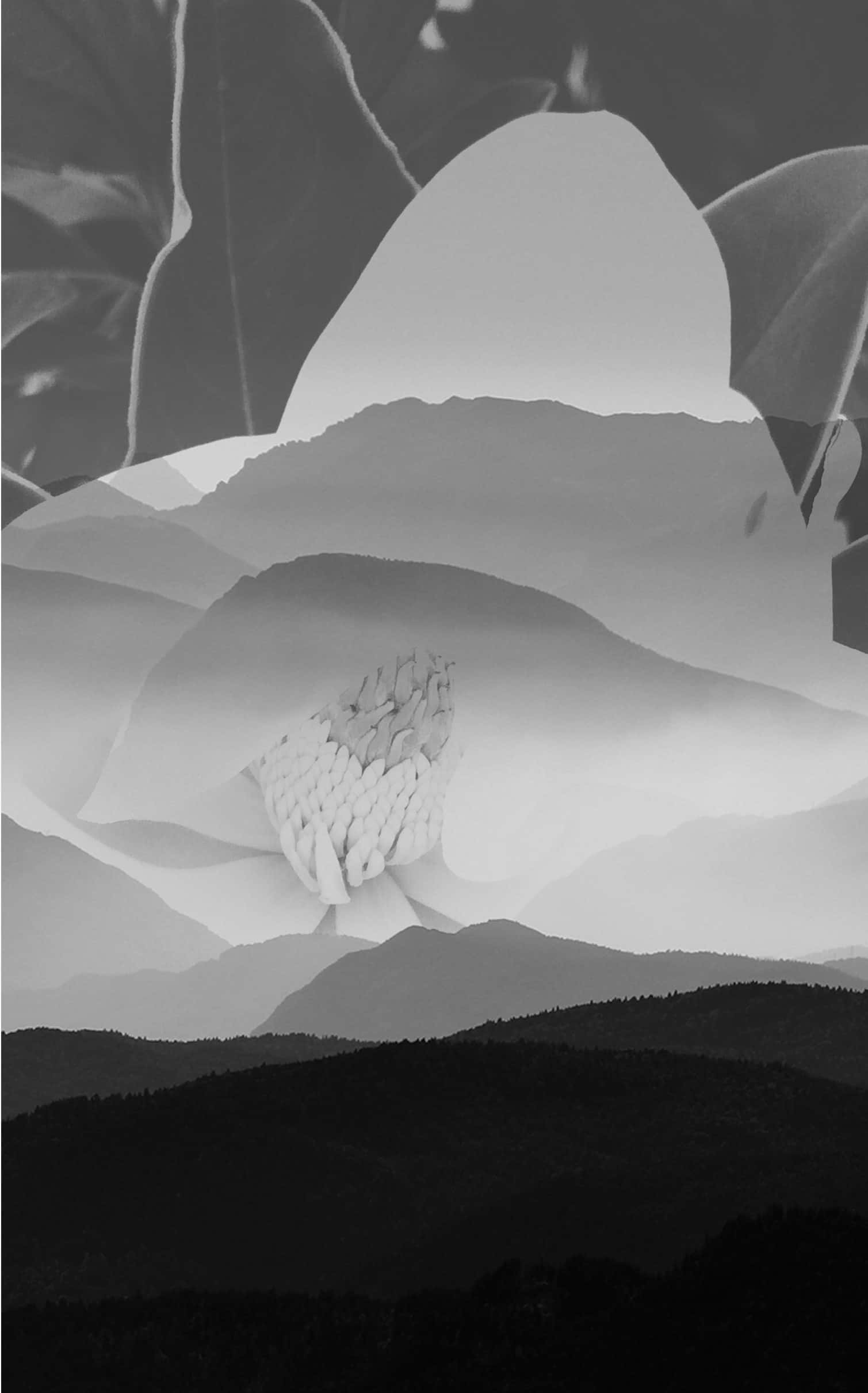 magnolia bloom, misty mountain ranges, monochrome double exposure, Full HD Phone Wallpaper