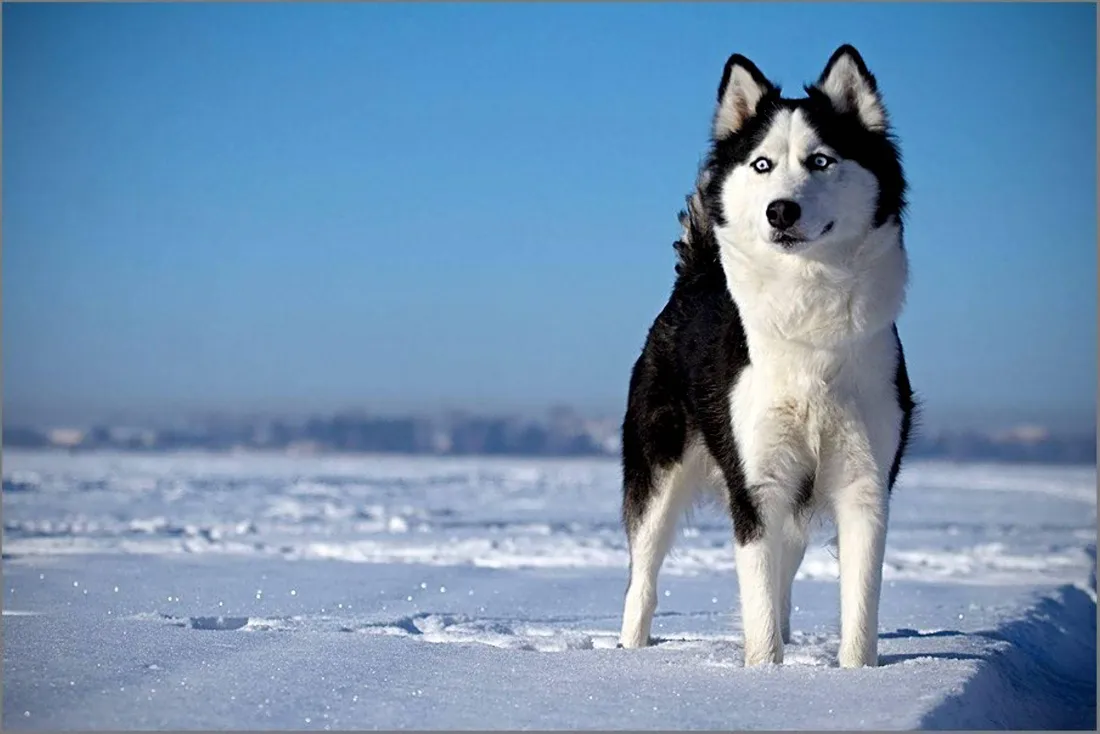 Black And White Dogs