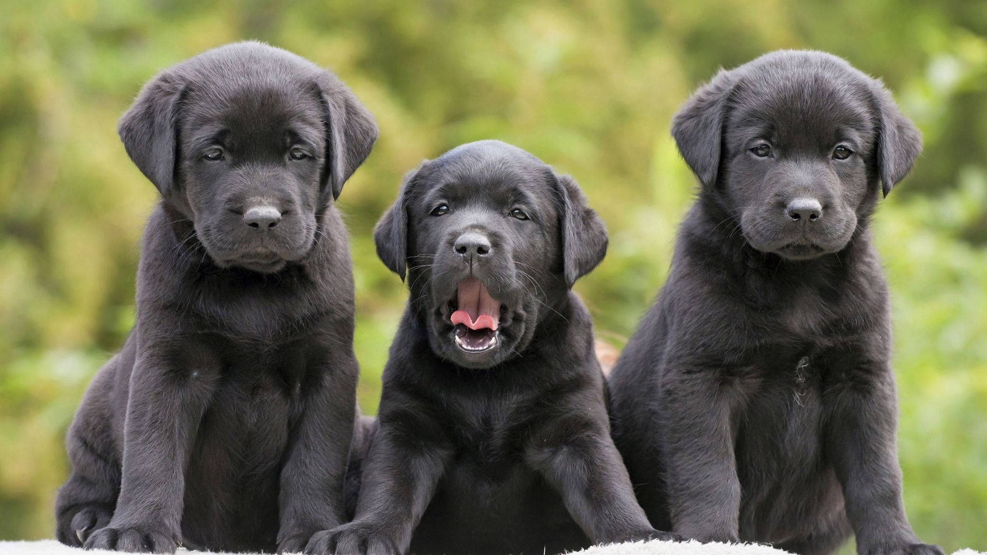 black Labrador puppies, three, bright green foliage, Full HD Desktop Wallpaper