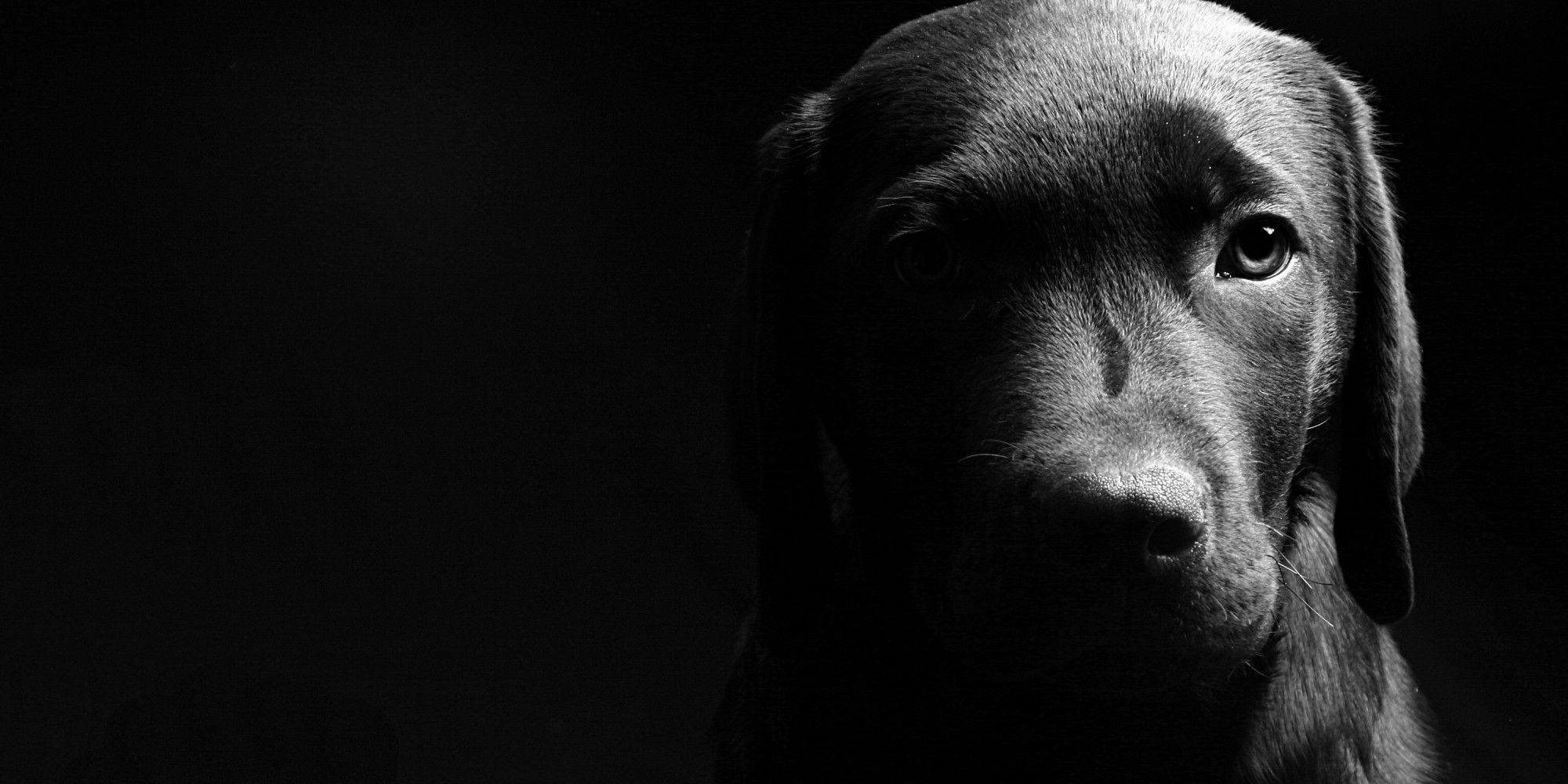 black Labrador, solemn face, pitch-black background, Full HD Desktop Wallpaper