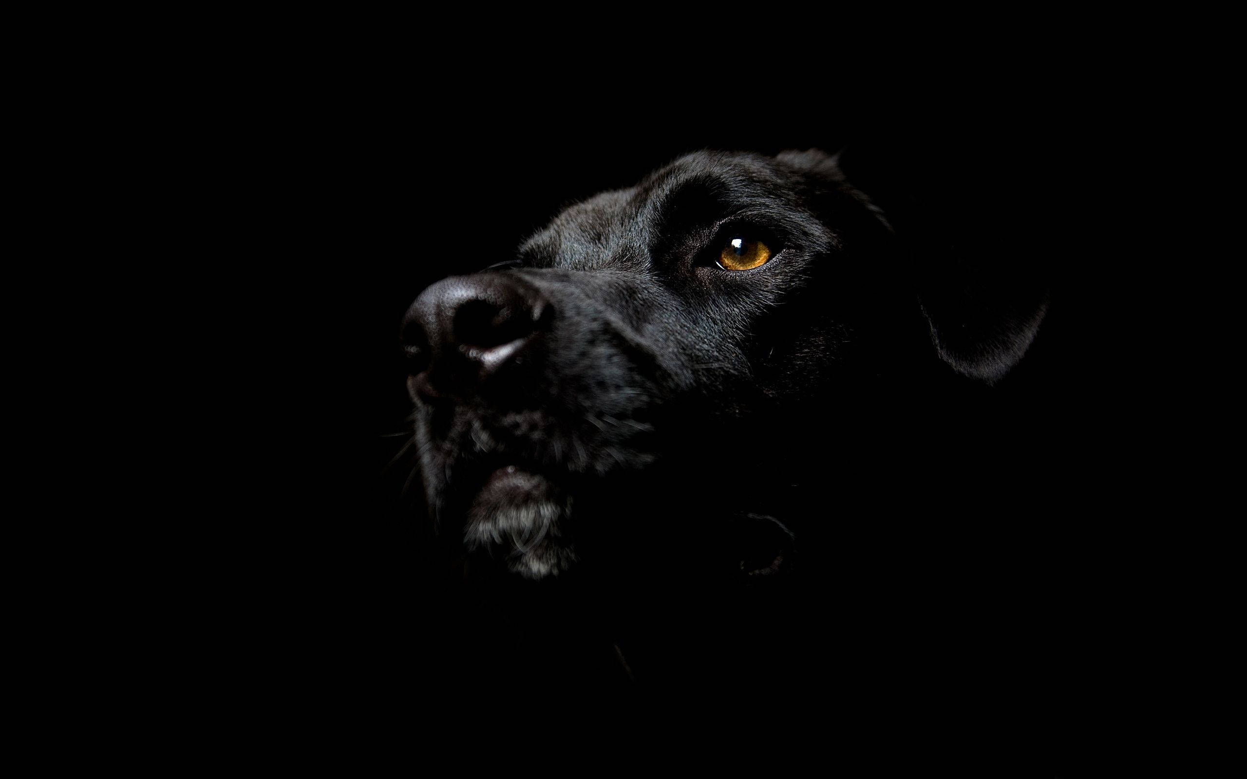 black and white dog, glassy brown eye, amber eye, 2K Desktop Wallpaper