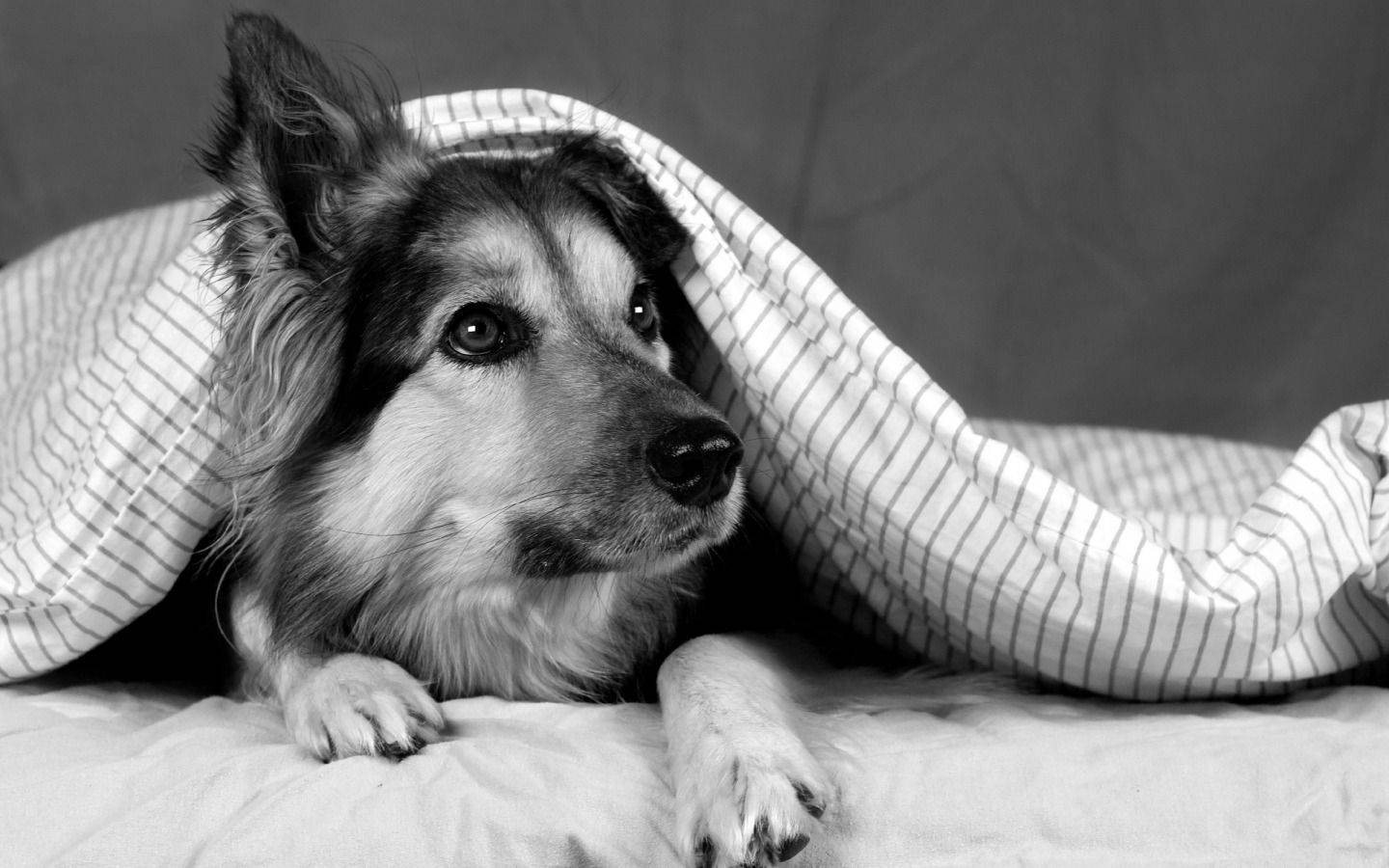 black and white dog, striped blanket, soft eyes, HD Desktop Wallpaper
