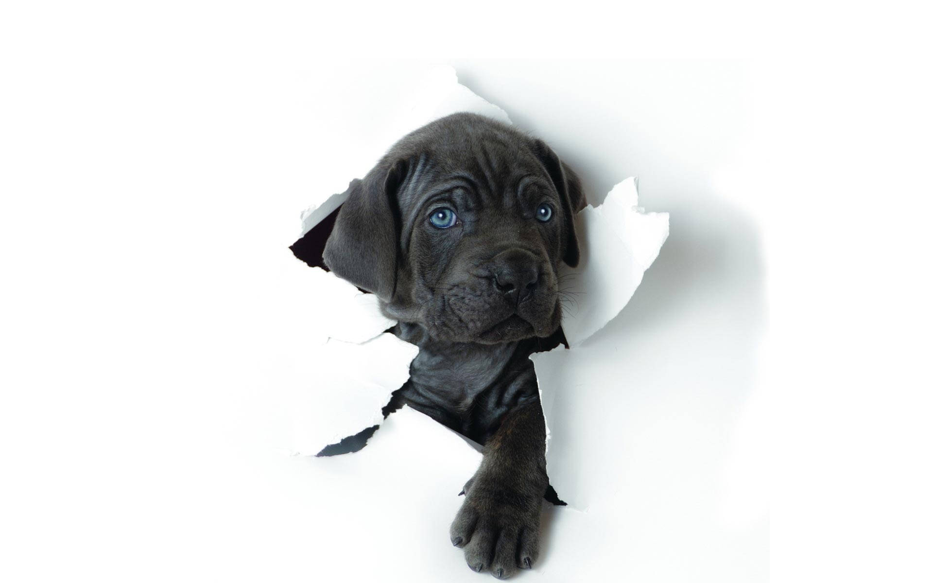 black and white dog, blue eyes, torn white paper hole, Full HD Desktop Wallpaper