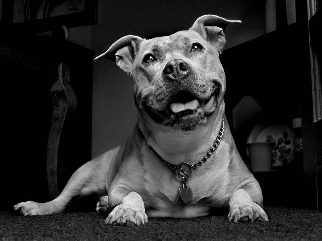 black and white dog, pit bull, carpeted floor, SD Desktop Wallpaper