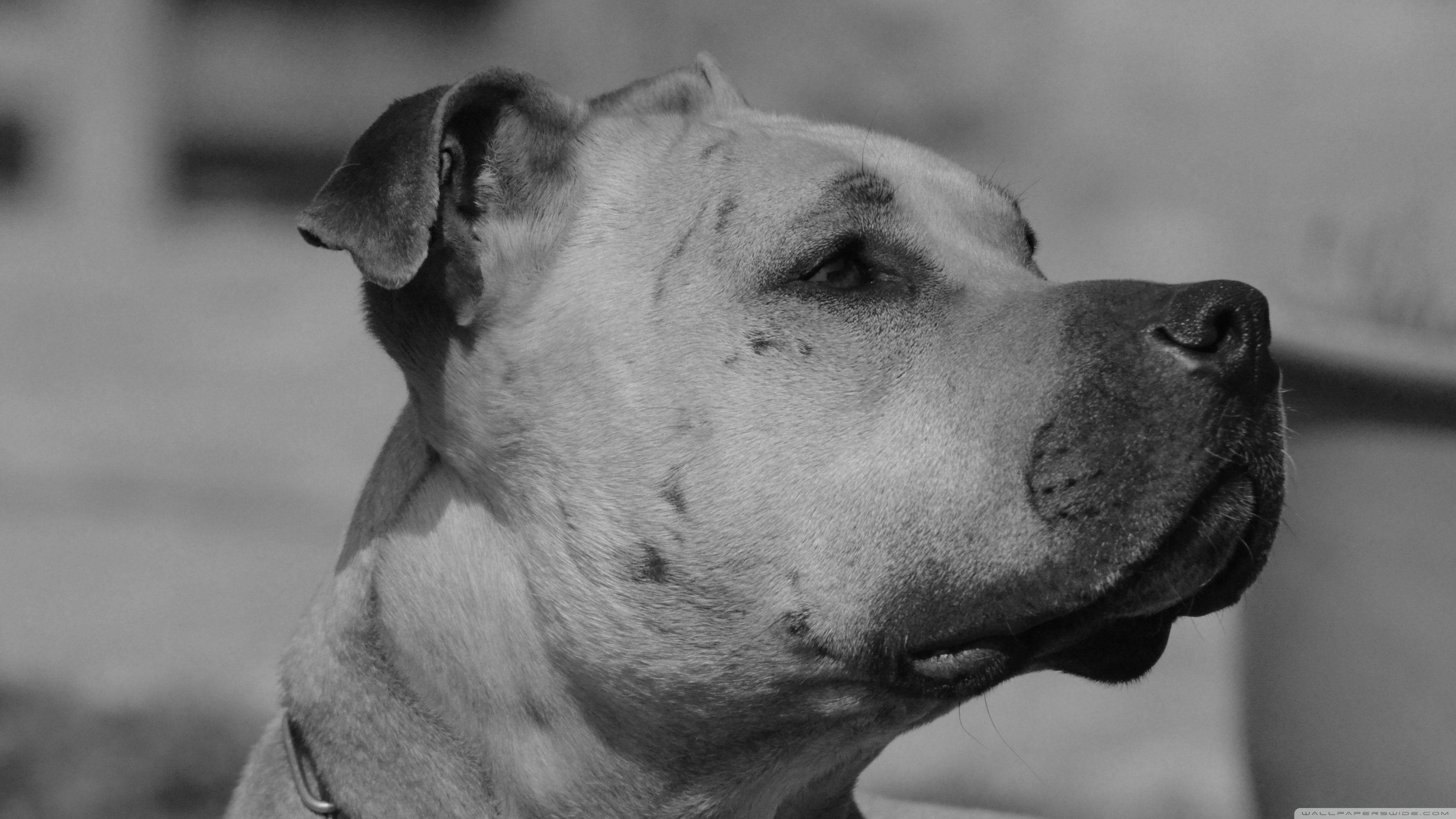 pit bull, black and white, close-up portrait, 2K Desktop Wallpaper