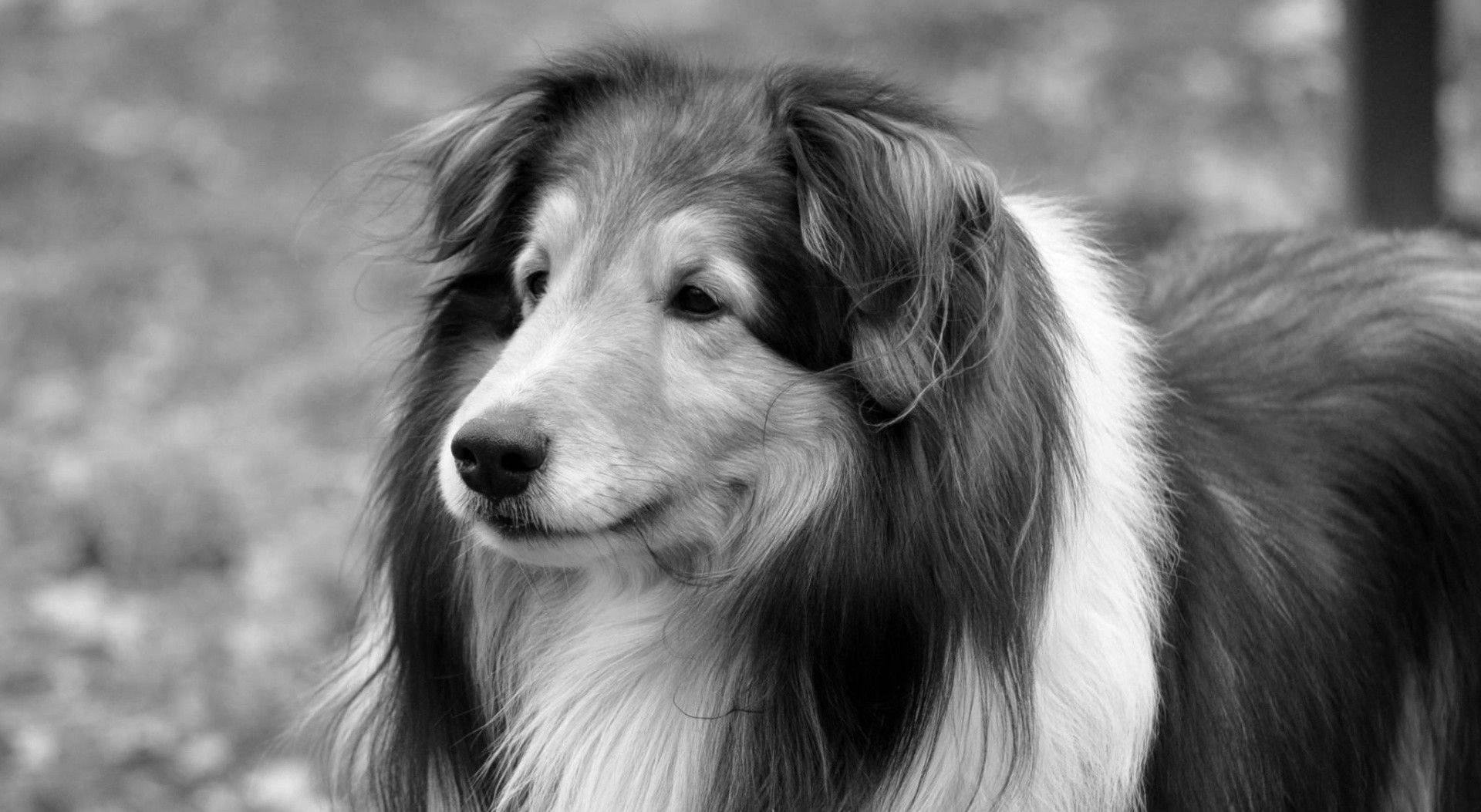 long-haired collie, black and white, soft fur, Full HD Desktop Wallpaper