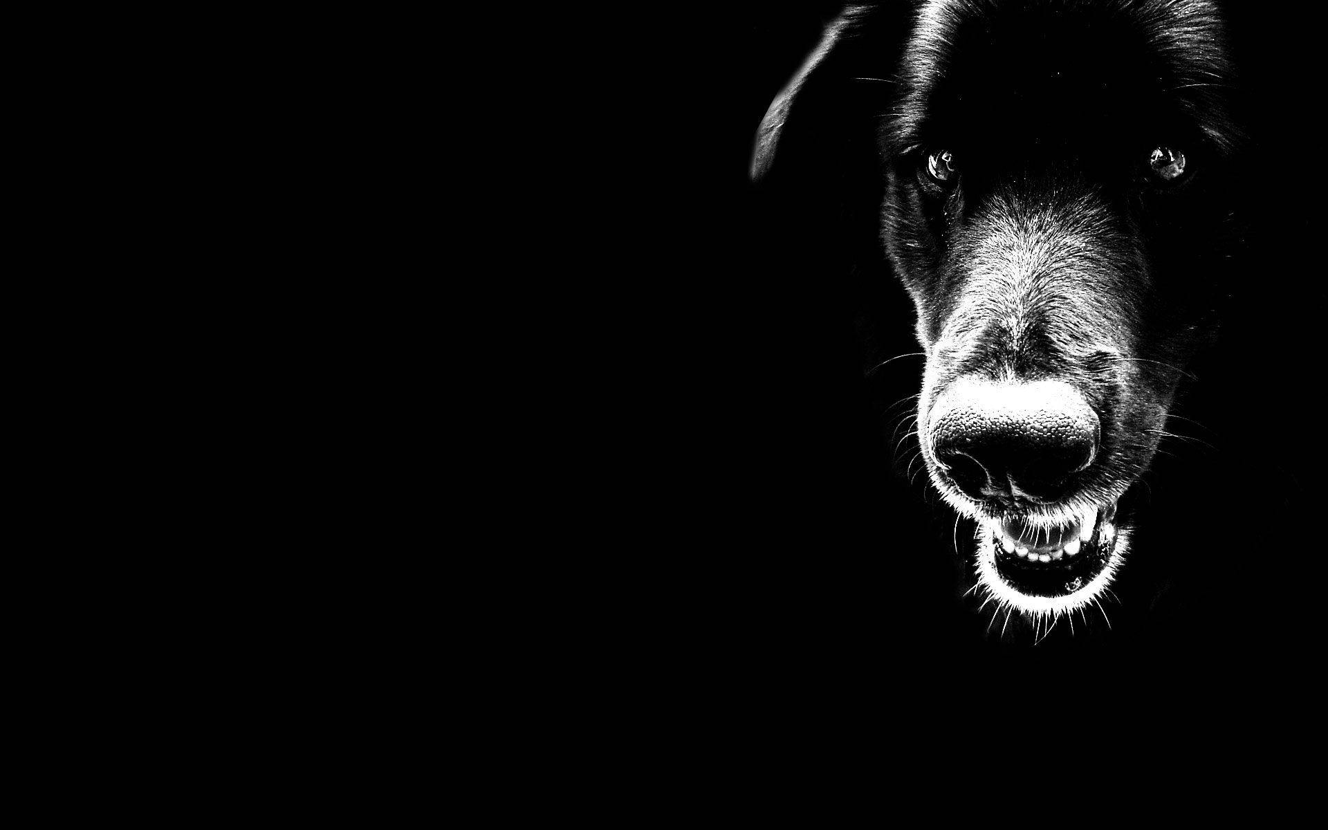 menacing black and white dog, glowing eyes, bared teeth, Full HD Desktop Wallpaper
