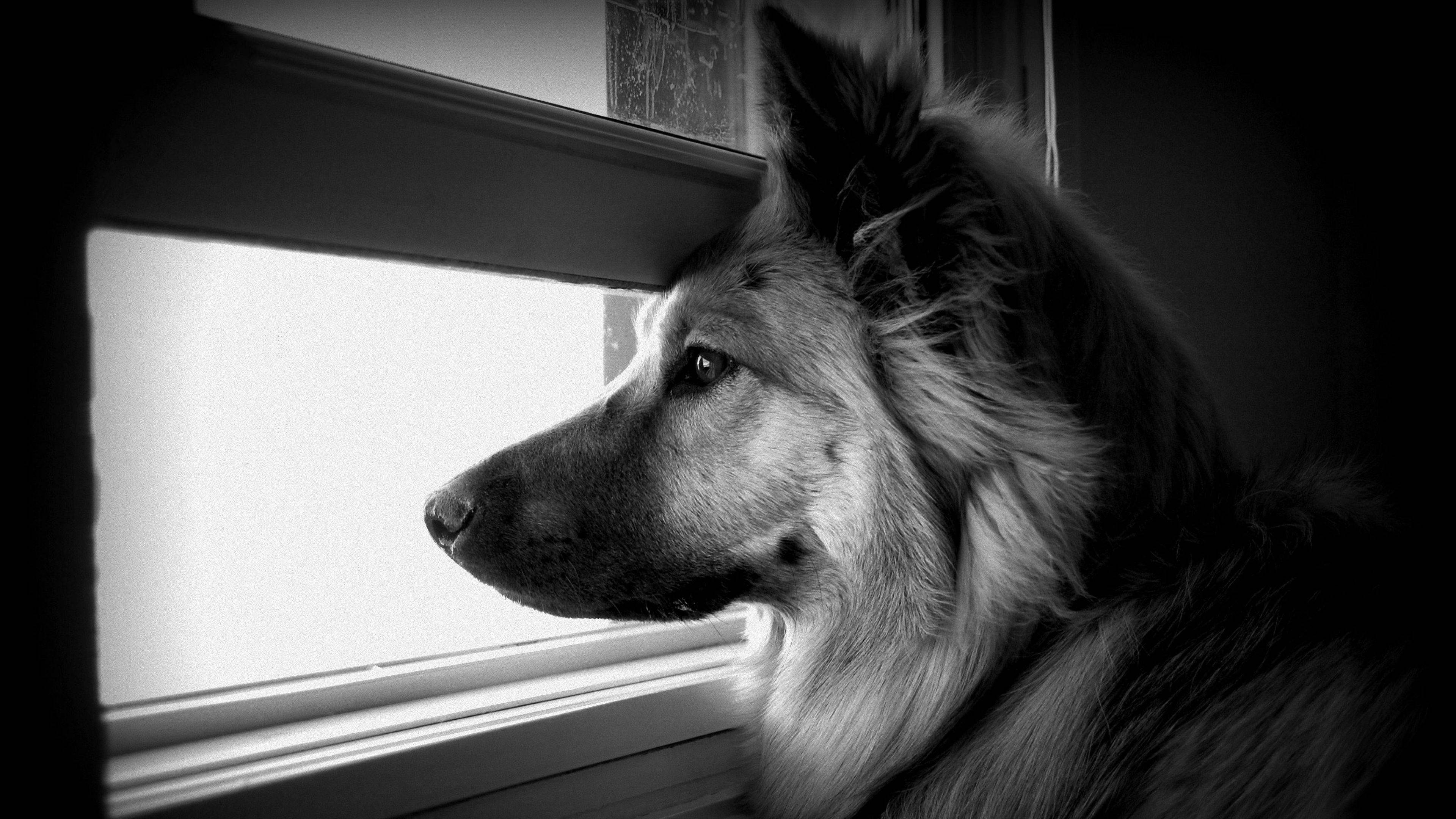 black and white dog, long-haired dog, window, 4K Desktop Wallpaper