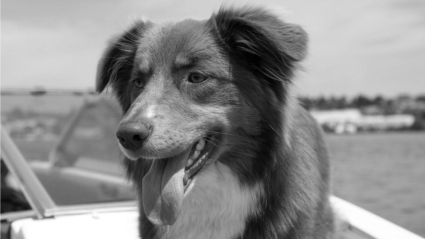black and white dog, yacht, close-up, HD Desktop Wallpaper