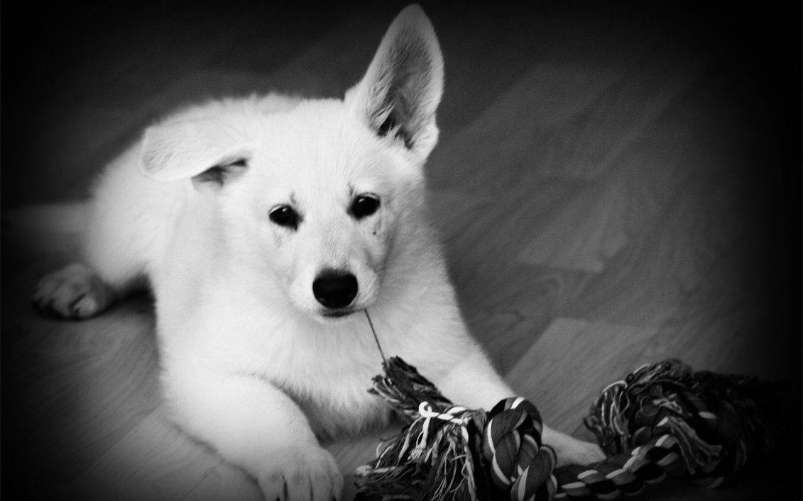 black and white dog, rope toy, fluffy white puppy, SD Desktop Wallpaper