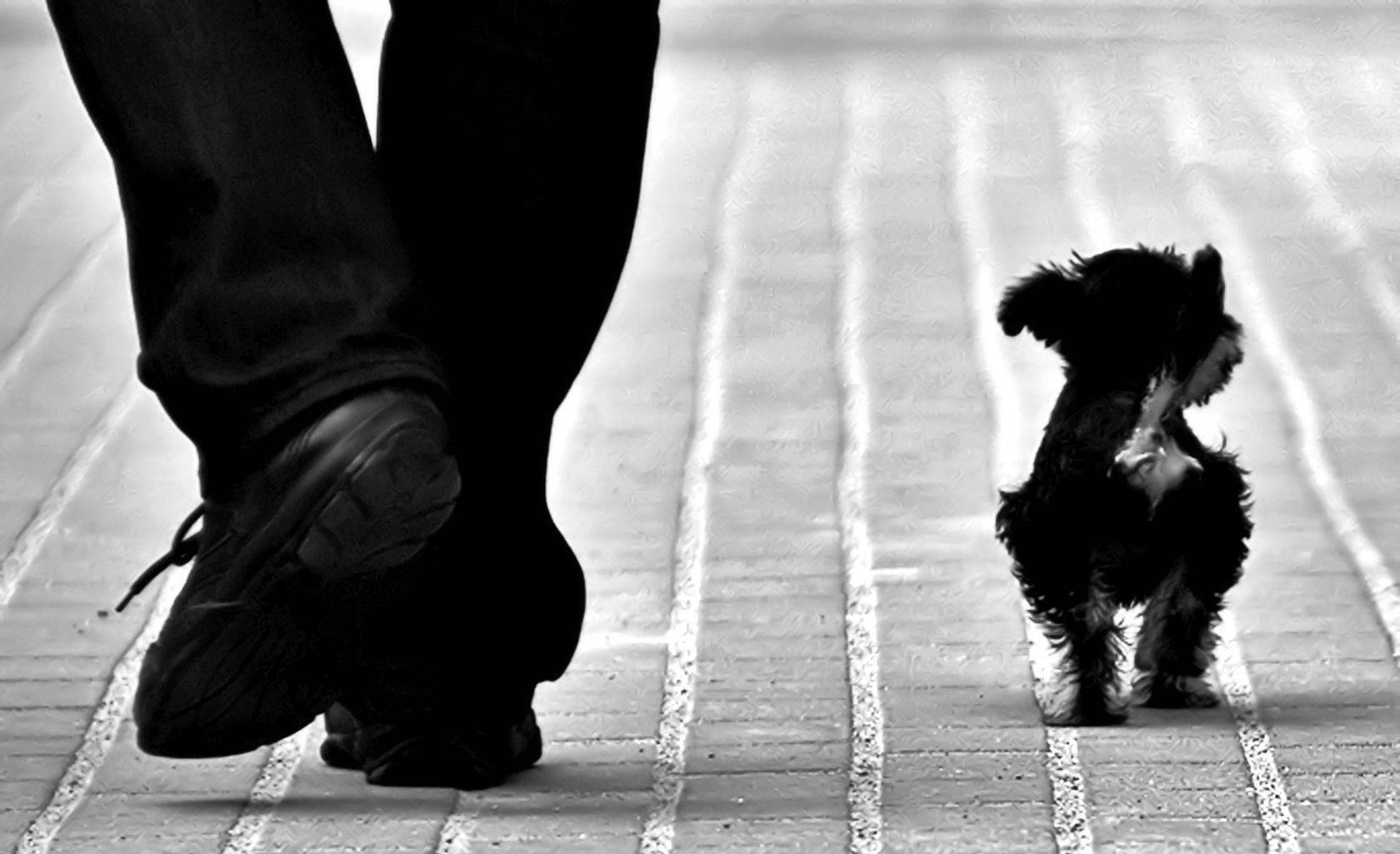 black and white dog, tiny black and white dog, human companion, HD Desktop Wallpaper