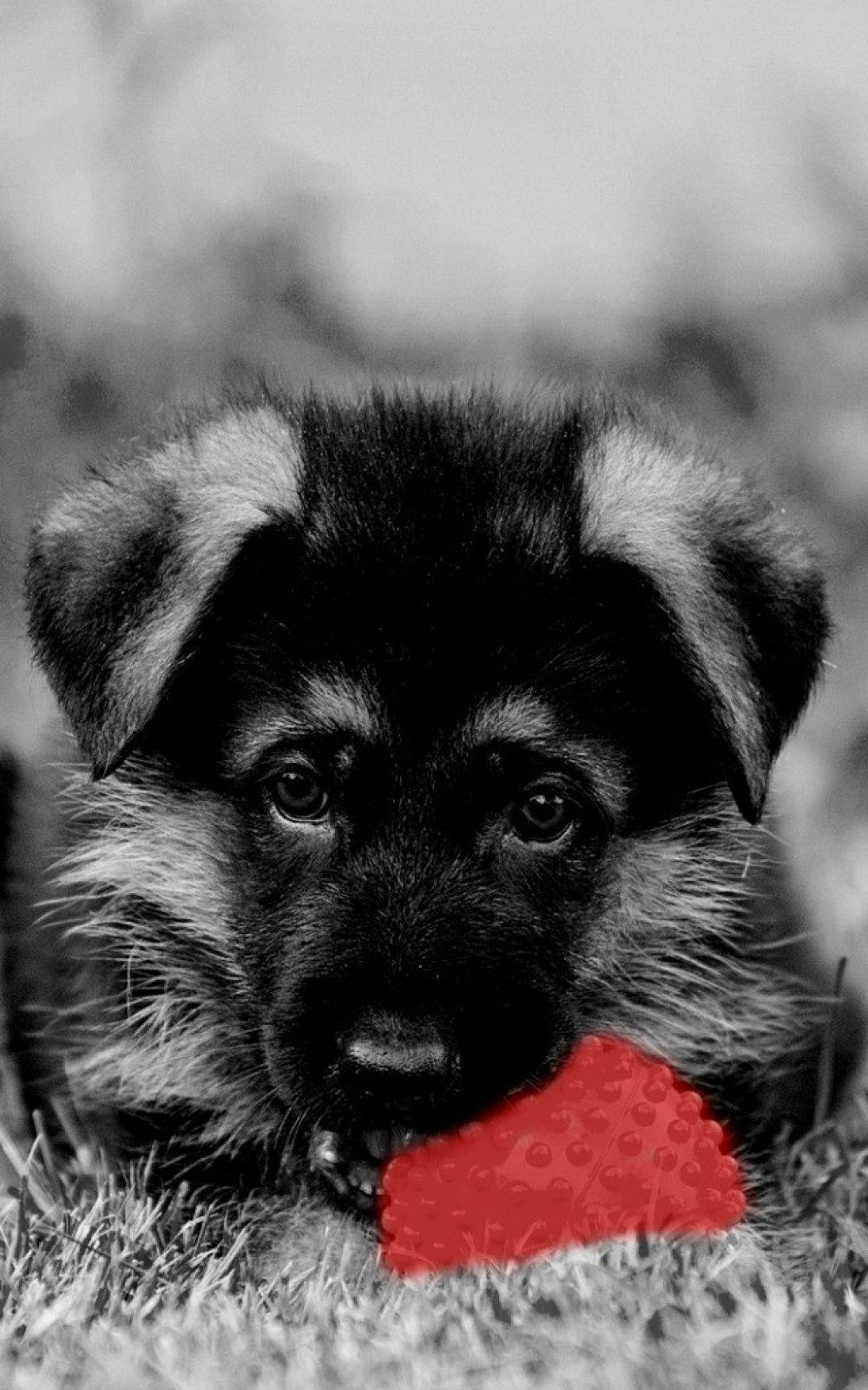 black and white German Shepherd puppy, bright red chew toy, grass, HD Phone Wallpaper
