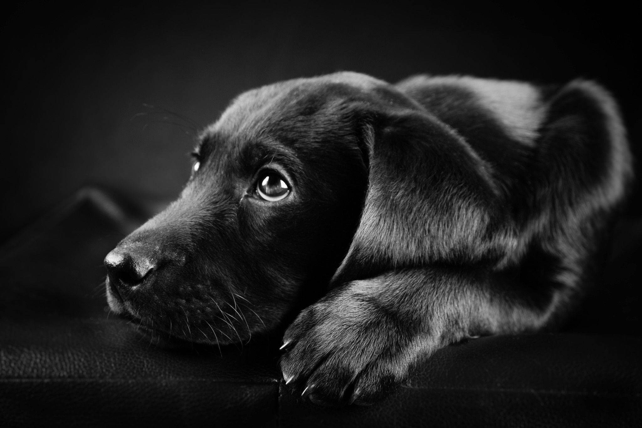 black Labrador puppy, shiny fur, dark surface, Full HD Desktop Wallpaper
